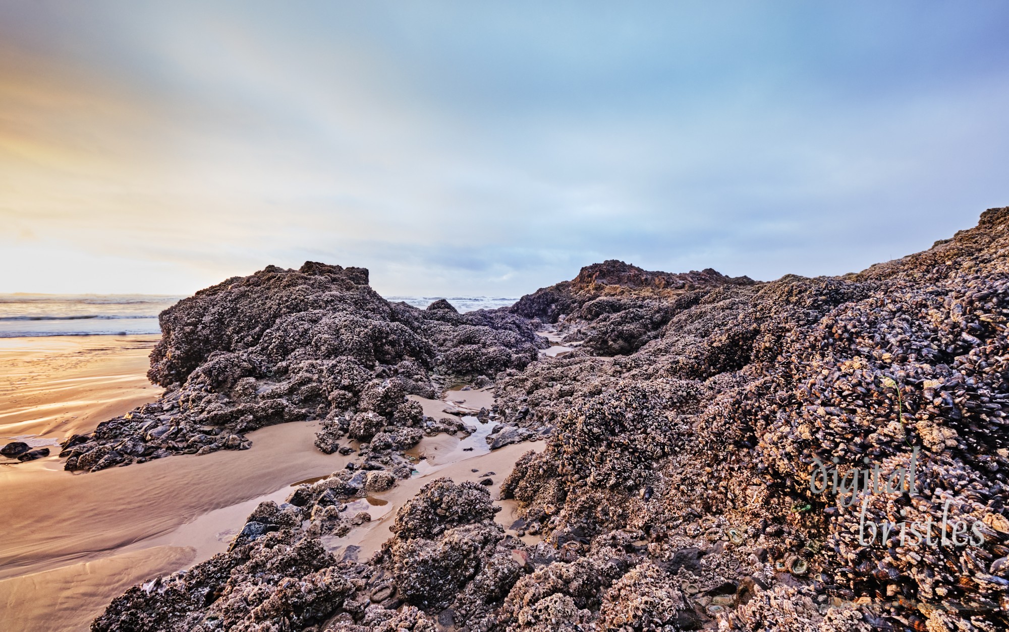 Arch Cape rocks at low tide, covered in barnacles, mussels, anemones, sea stars and urchins