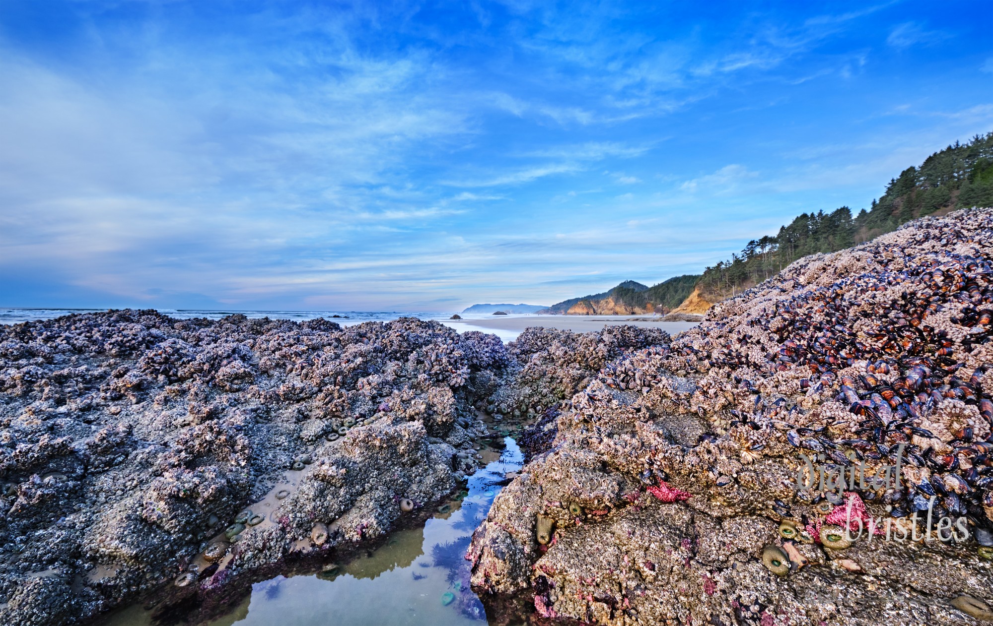 Low tide at Arch Cape, Oregon, looking north to Cannon Beach, Haystack Rock and Ecola Point. Rocks covered with mussels, ochre sea stars, barnacles, green anemones and purple encrusting sponges 