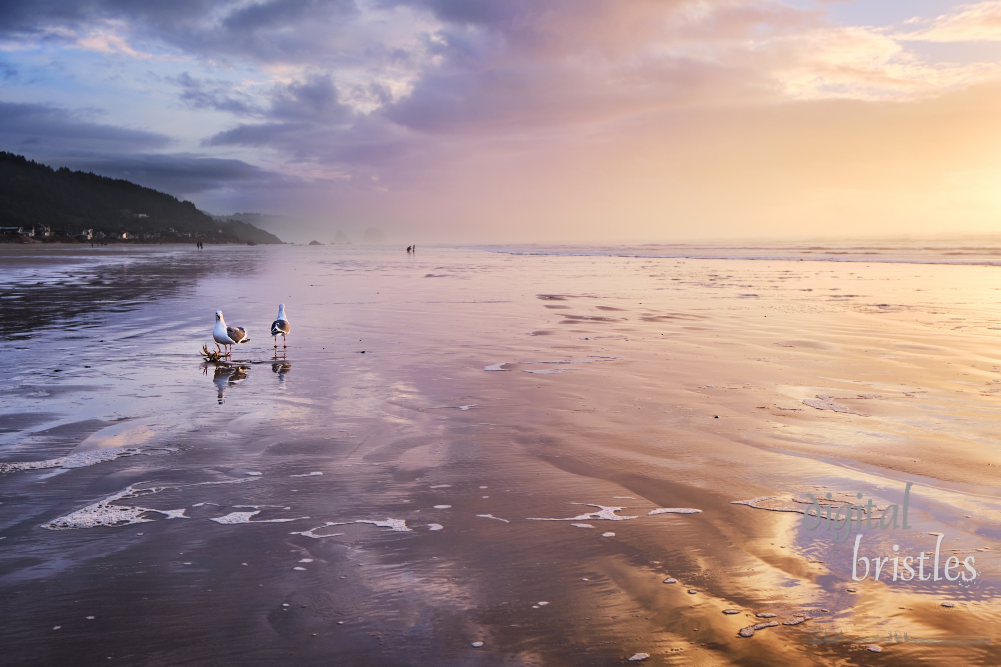 Cannon Beach at low tide finds gulls squabbling over whose crab that is - while trying to avoid the snapping pincers. Looking south towards Tolovana and Arch Cape