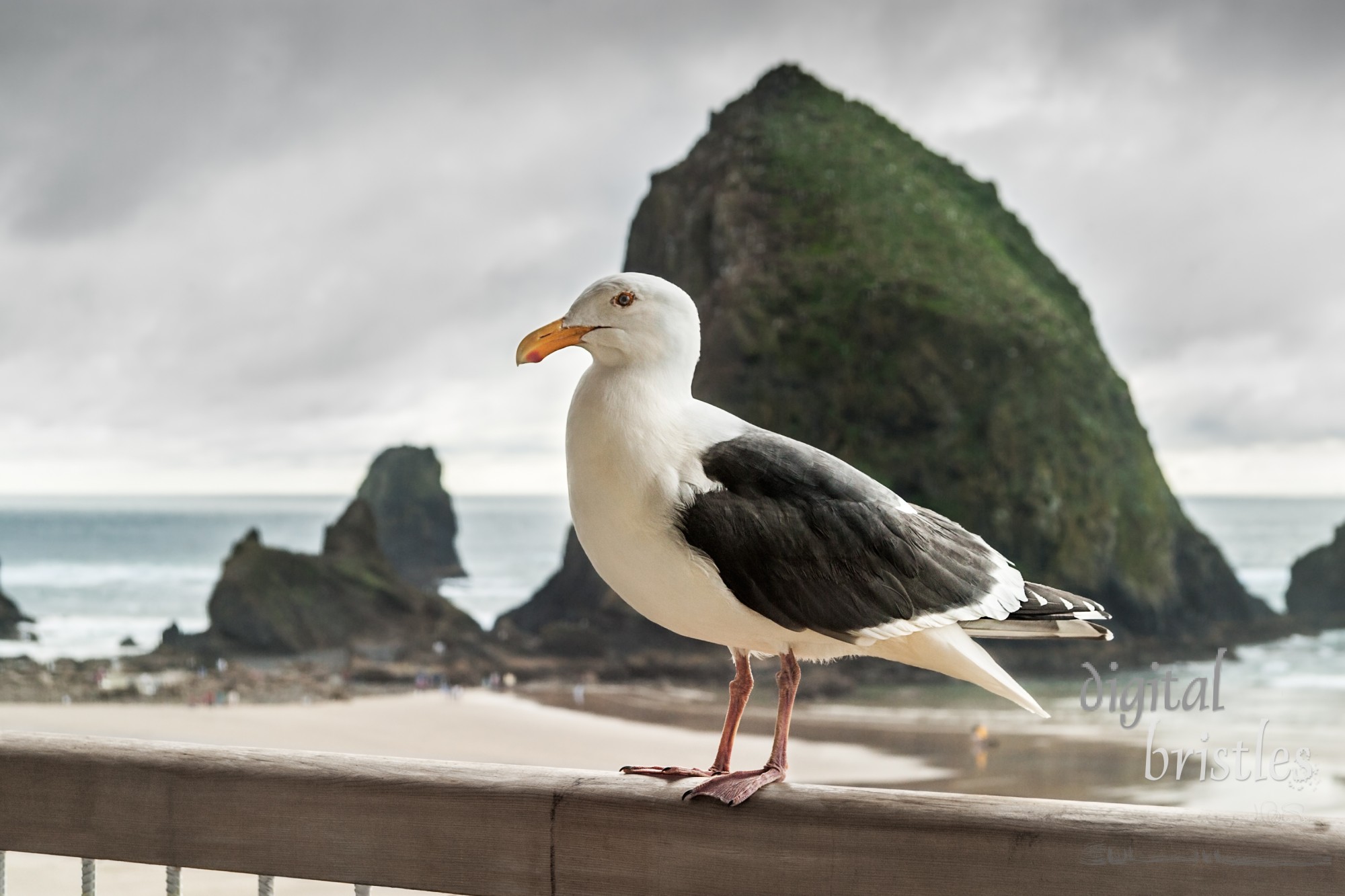 Bold seagull stands on balcony railing overlooking Cannon Beach, Oregon and Haystack Rock