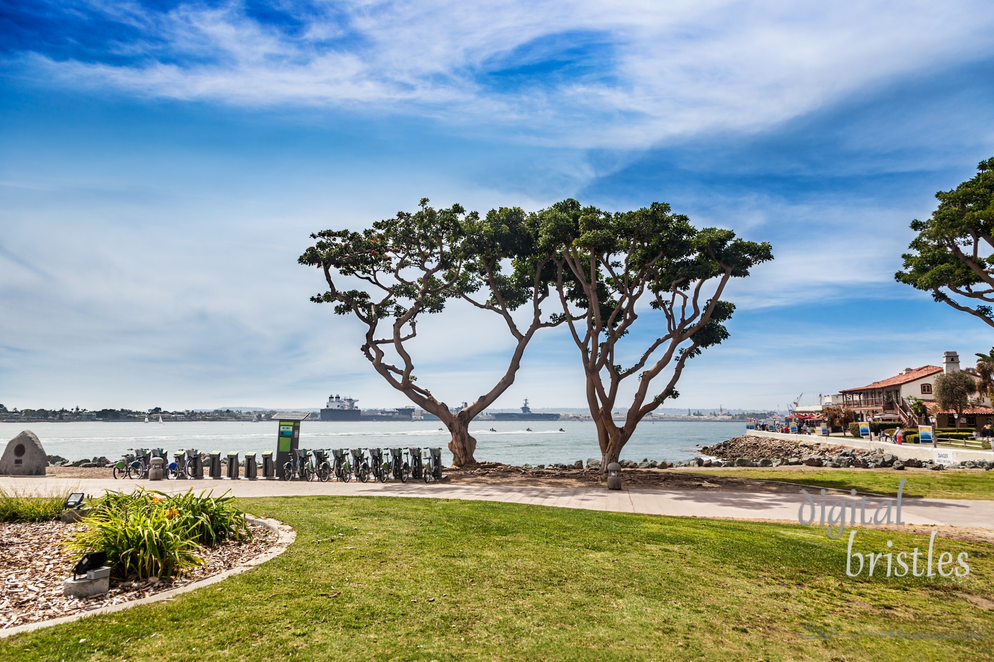 Coral trees in Embarcadero Marina Park North by Seaport Village, on San Diego Bay