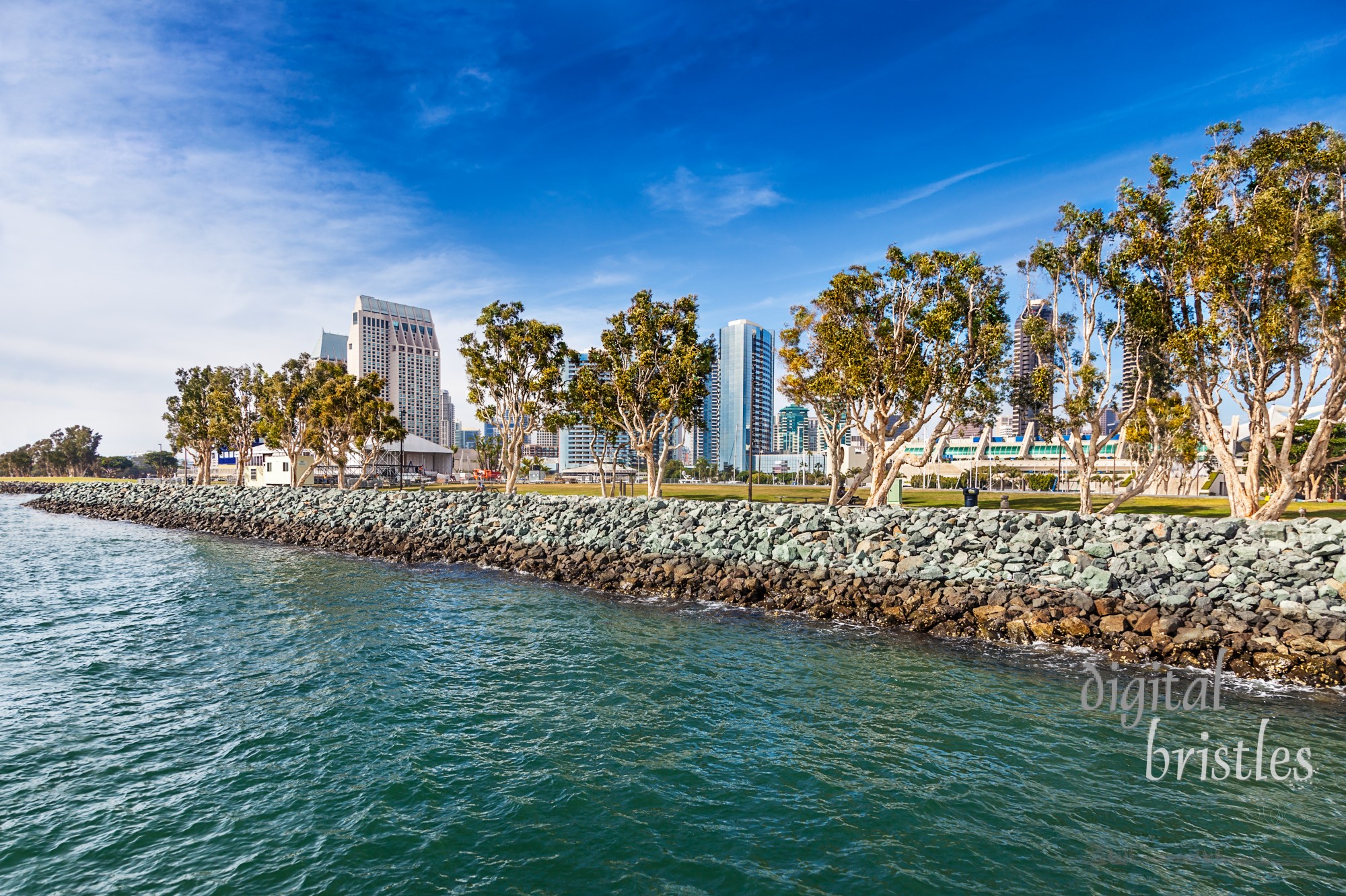 Eucalyptus trees line the edge of Embarcadero Park South in downtown San Diego, viewed from San Diego Bay. Convention Center and hotels in the background
