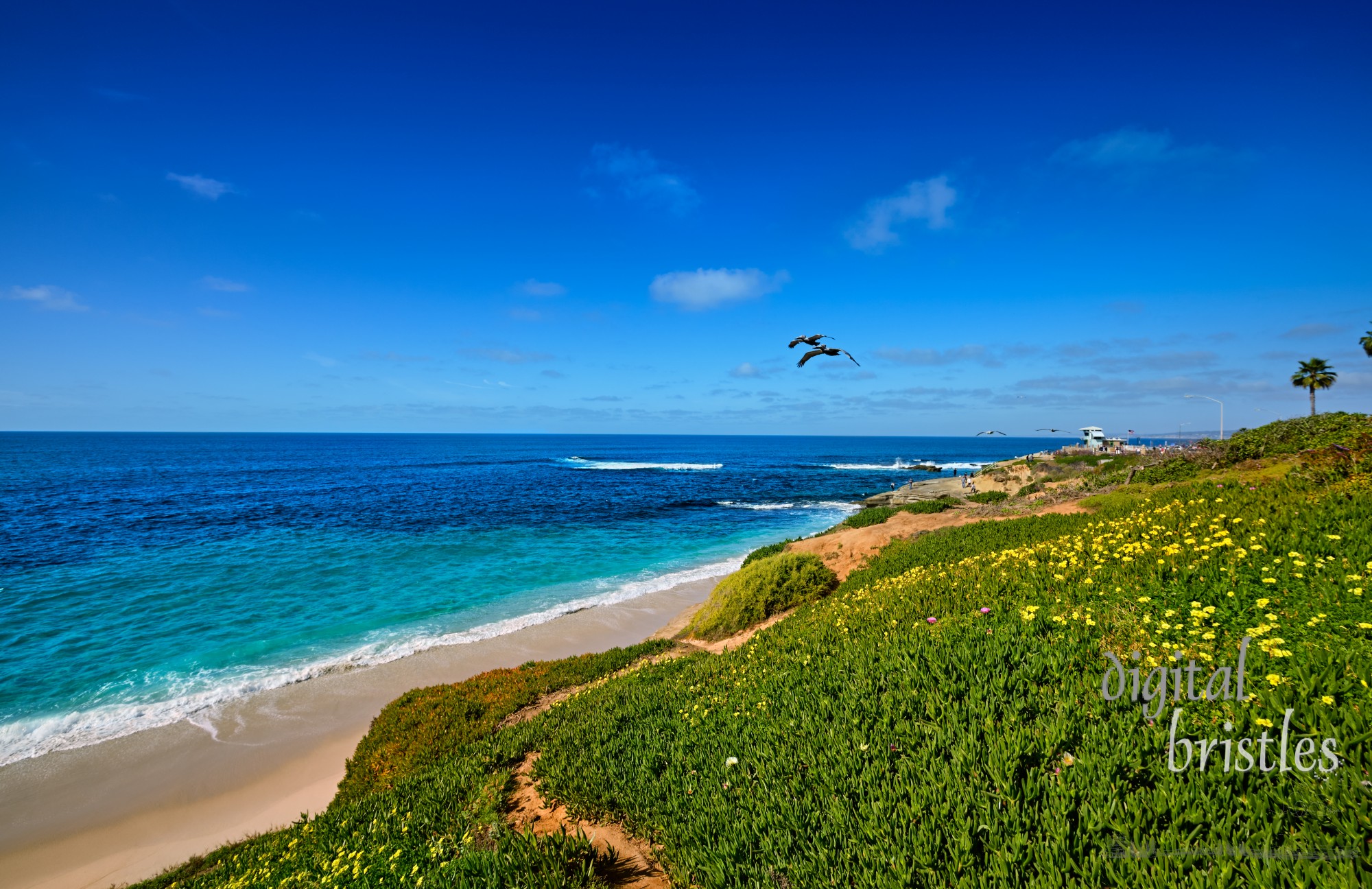 Pelicans fly along the low bluffs of the La Jolla, California coastline