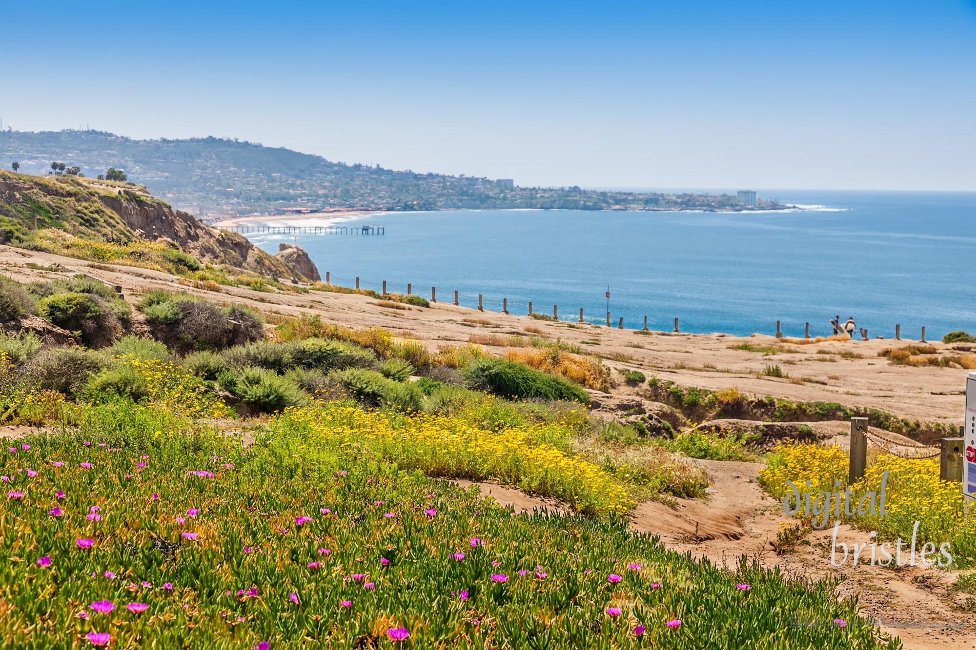 Sandstone cliffs at Torrey Pines gliderport are covered in wildflowers and offer stunning views of Scripps Pier and La Jolla