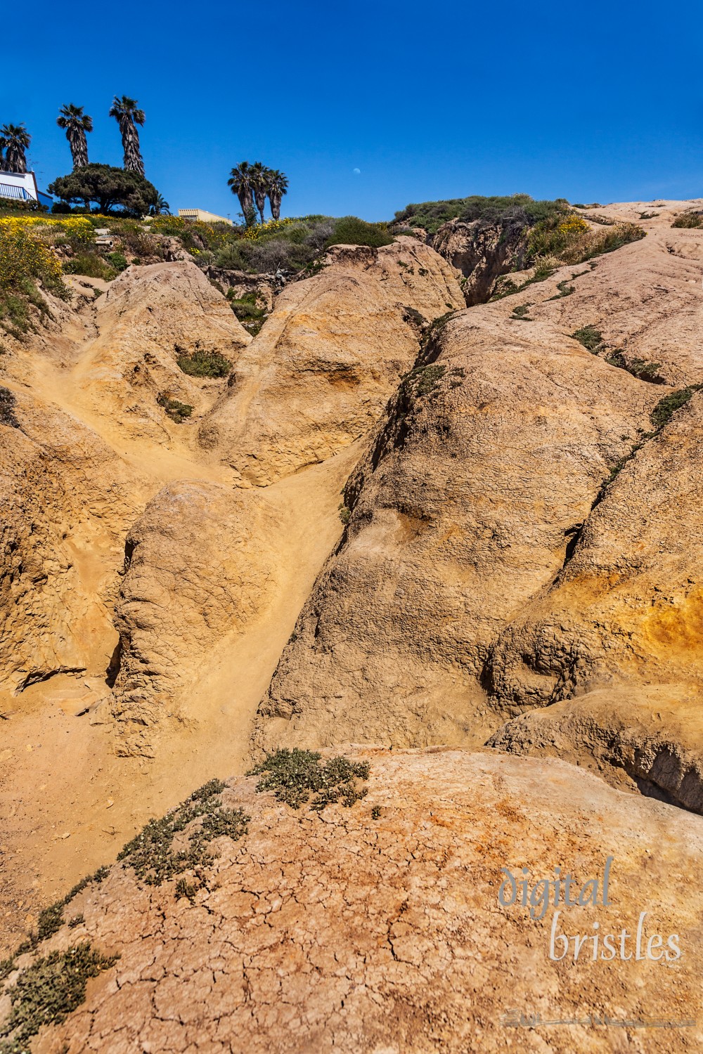 Deeply etched and eroded slopes in San Diego's Torrey Pines City Park