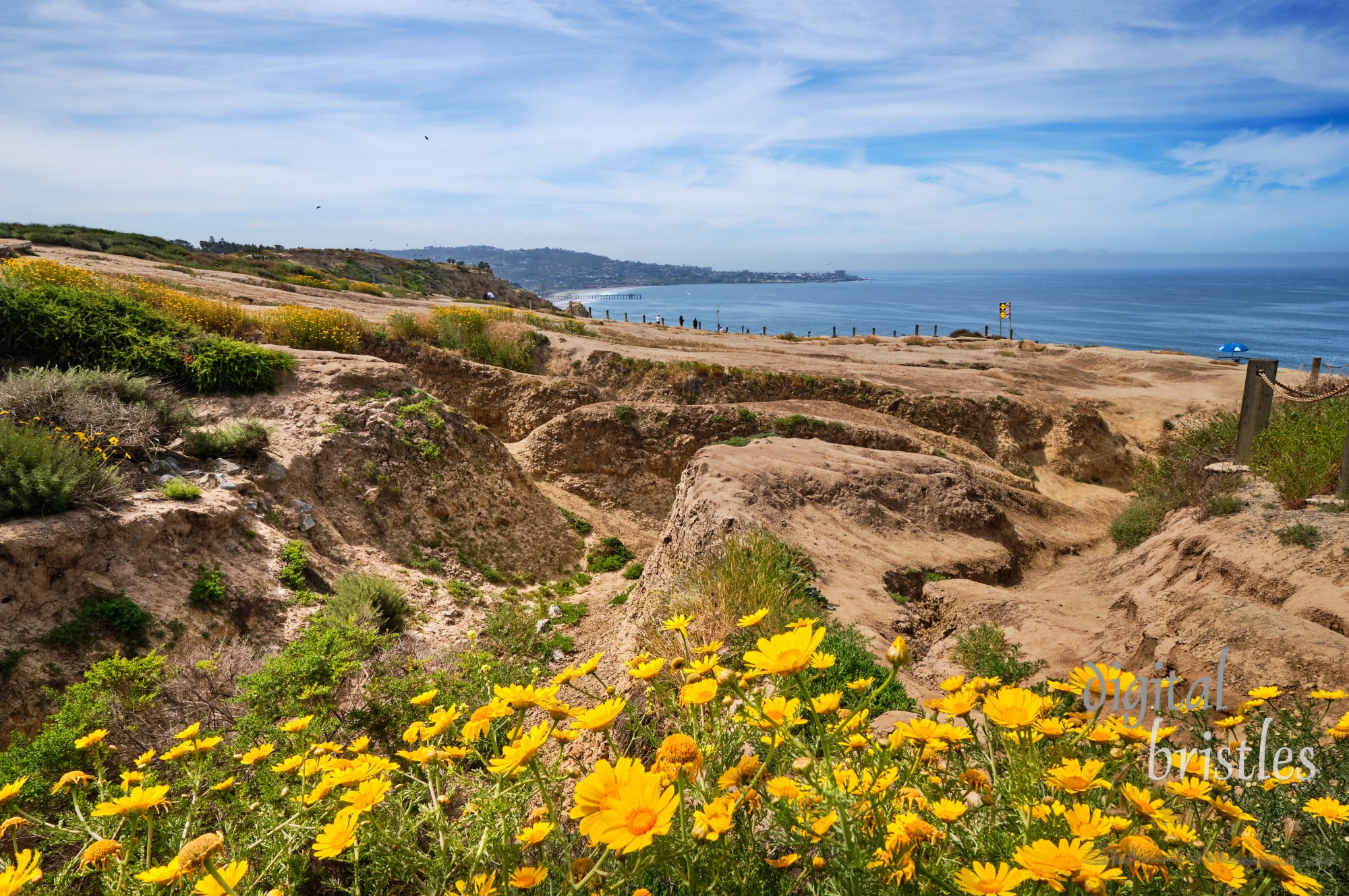 Deeply eroded cliff tops at Torrey Pines brightened by yellow Sea Dahlias