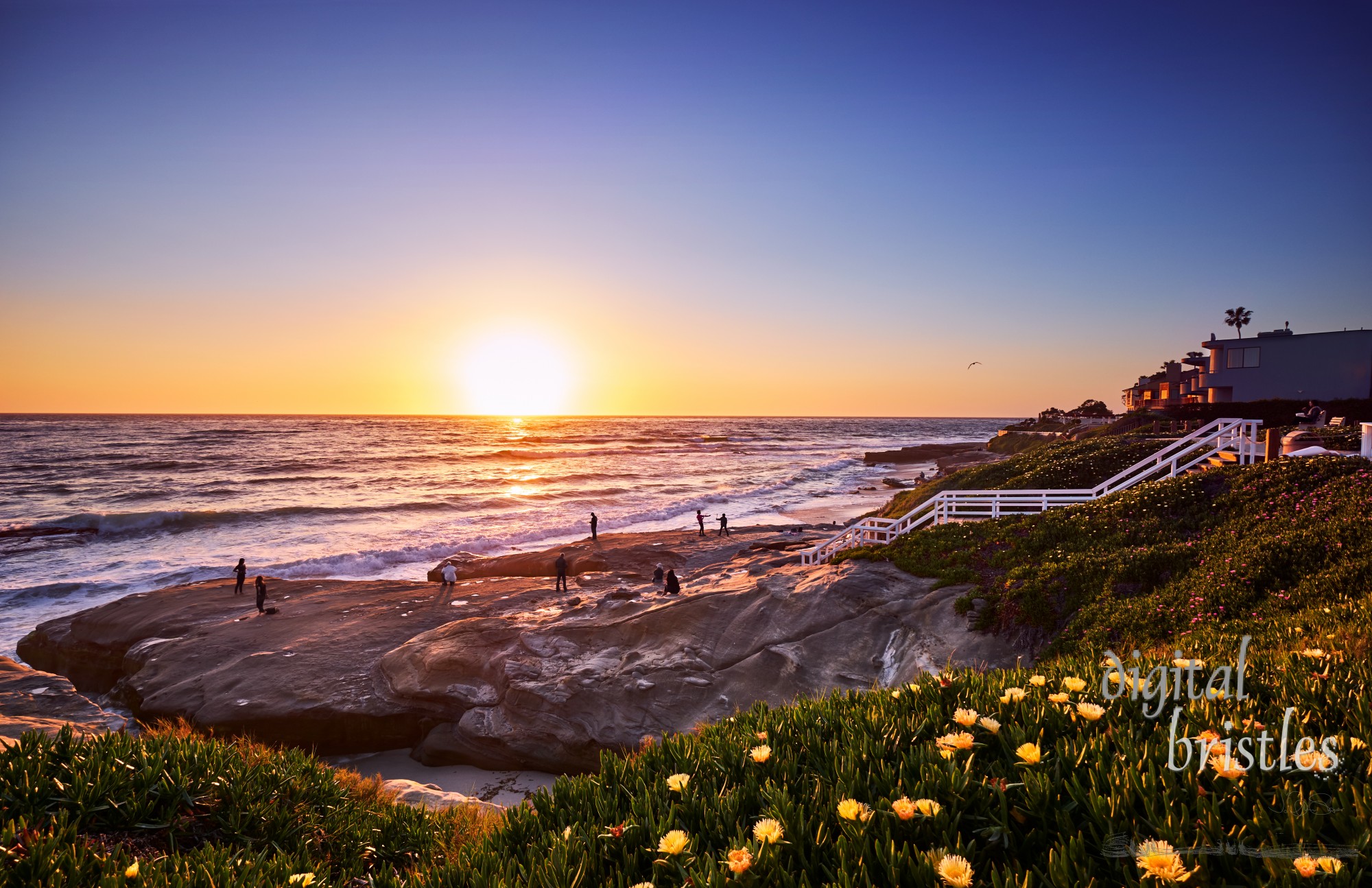 Sunset light on yellow ice plants above the rocks at Windansea Beach, San Diego, California