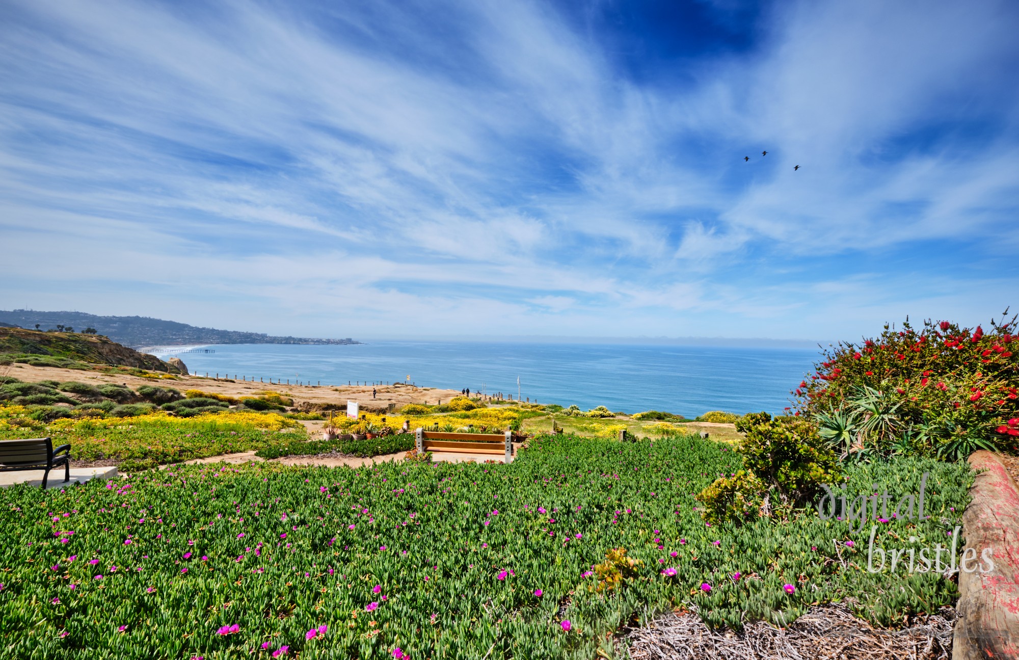 Spectacular view from Torrey Pines over the Spring wildflowers towards Scripps Pier and La Jolla cove