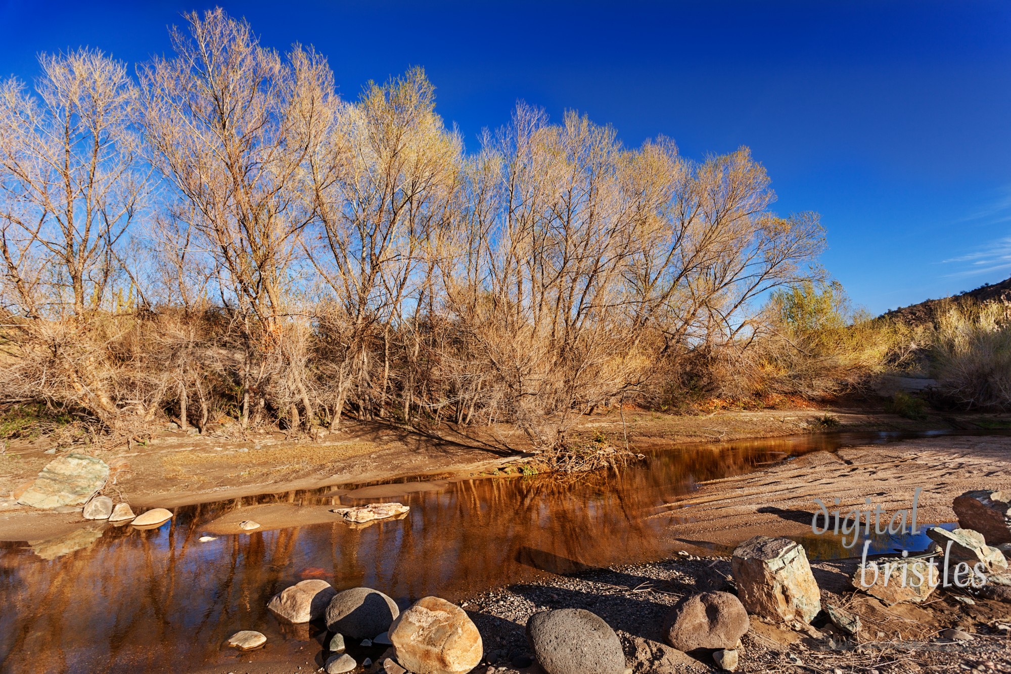 Late afternoon winter sun on Willow Acacia by a small creek in Arizona