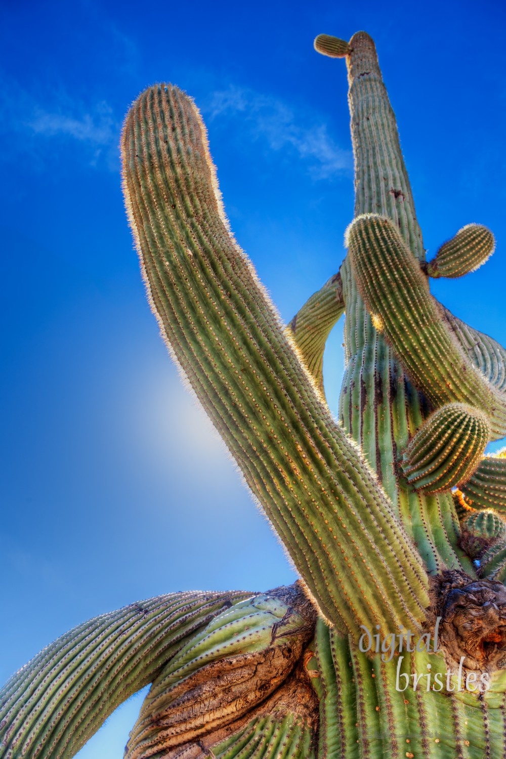 Sun behind the twisted arms of a saguaro cactus, Arizona