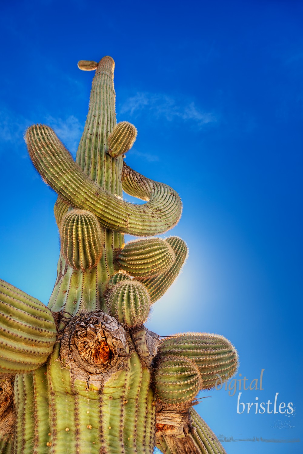 Sun behind the twisted arms of a saguaro cactus, Arizona