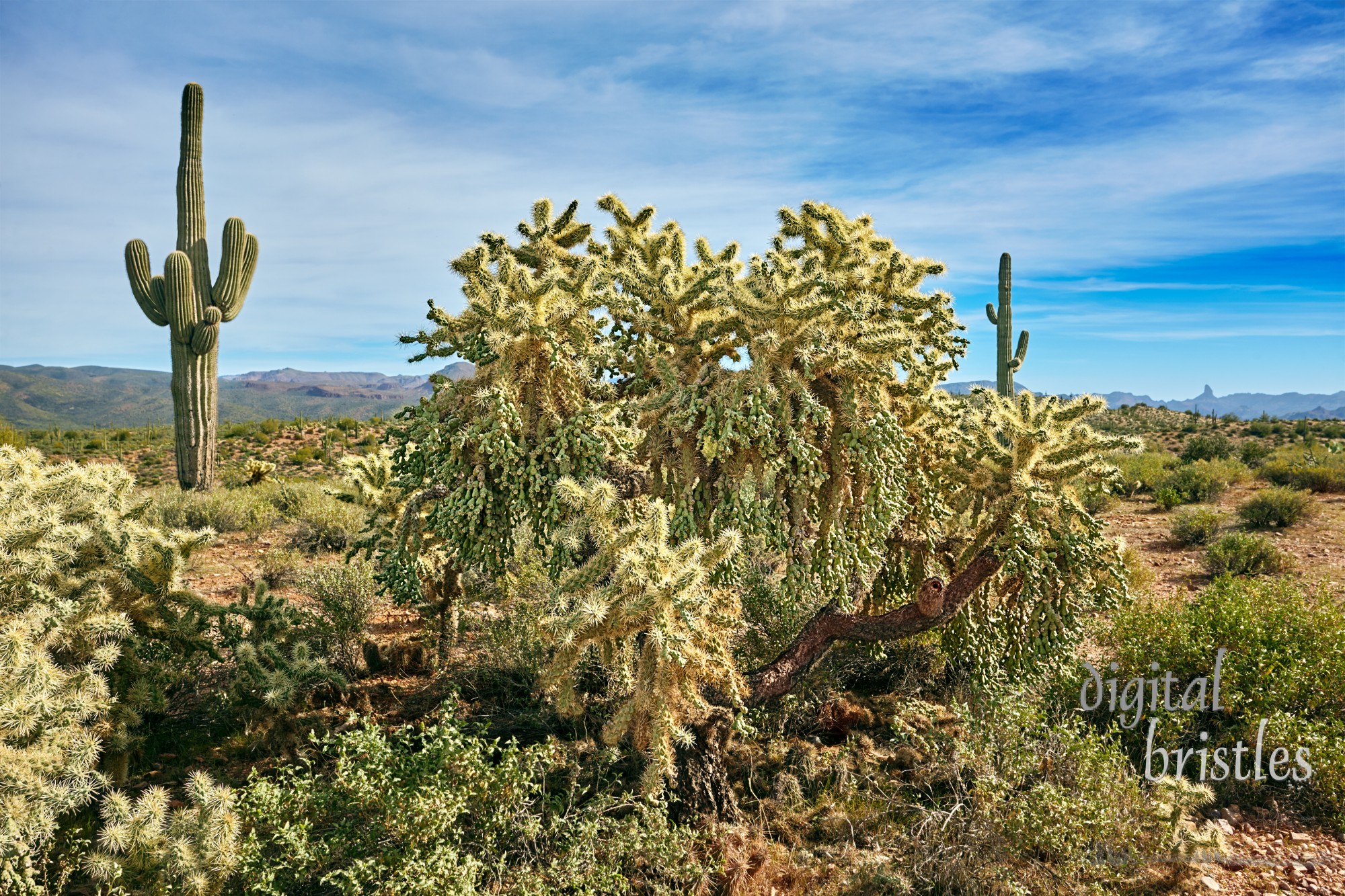 Chain fruit cholla, also known as a jumping cholla, in the Tonto National Forest, Arizona