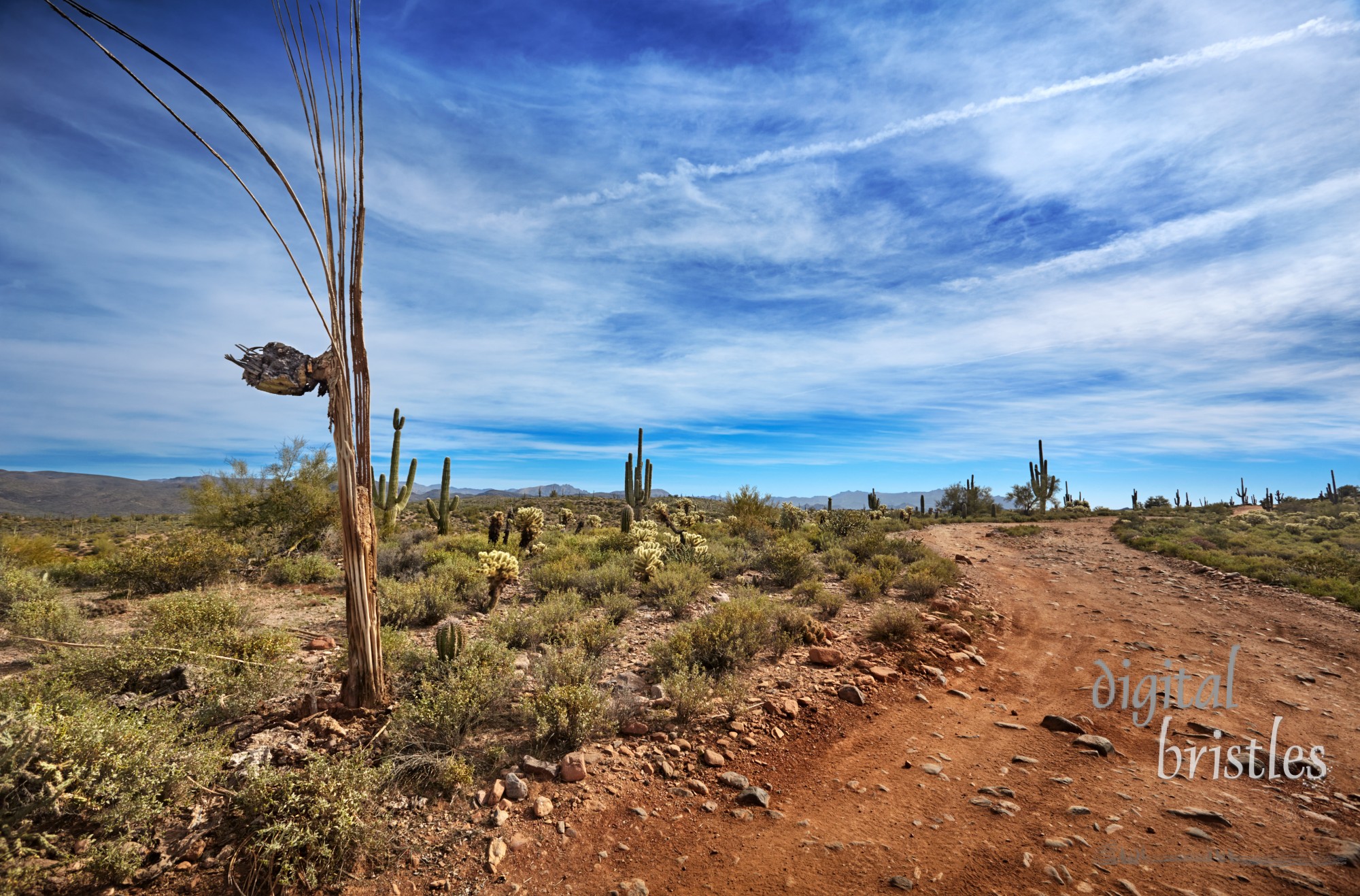 Saguaro skeleton beside a dirt road in the Four Peaks Wilderness Area, Arizona