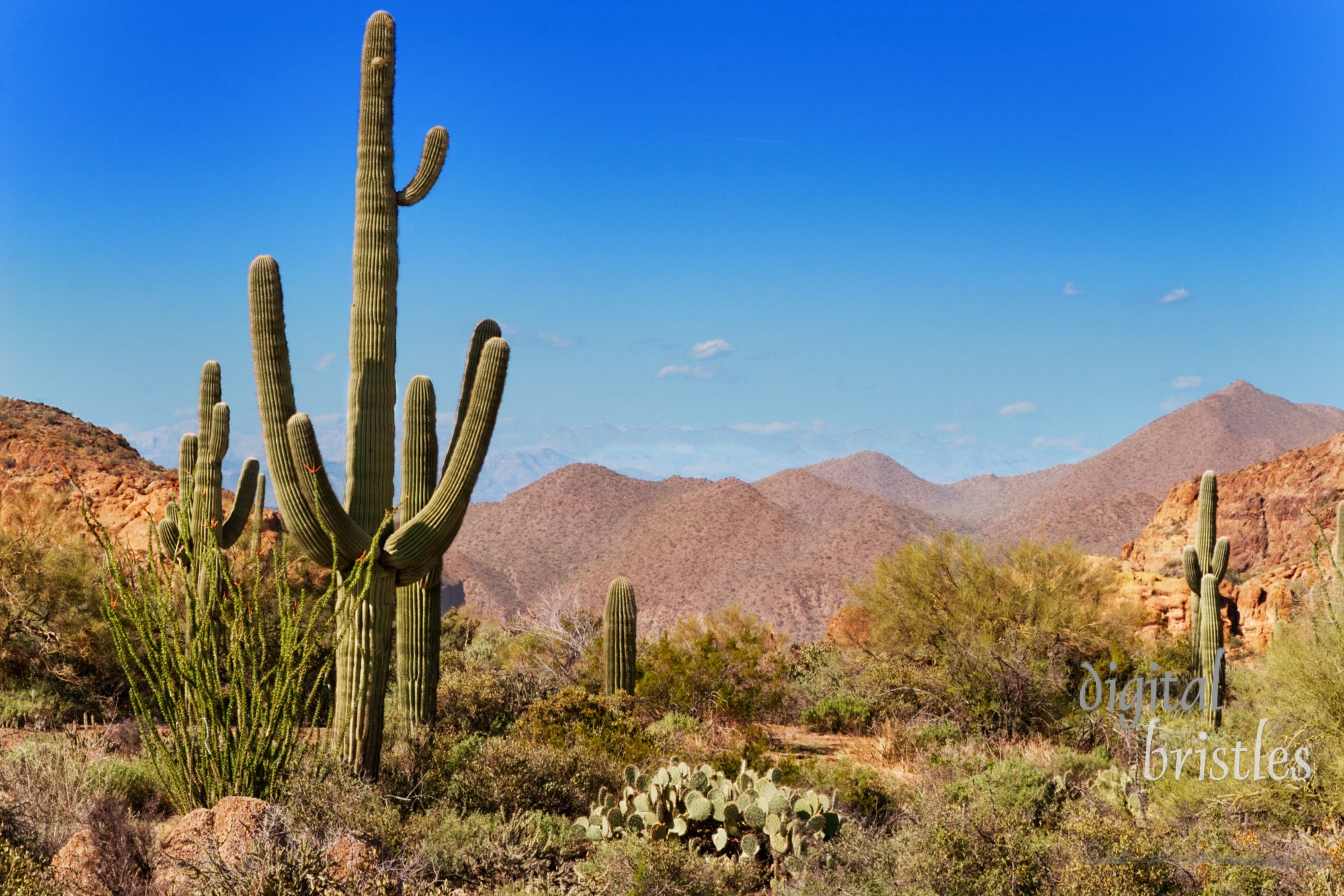 Saguaro, ocotillo and the mountains of the Tonto National Forest, Arizona