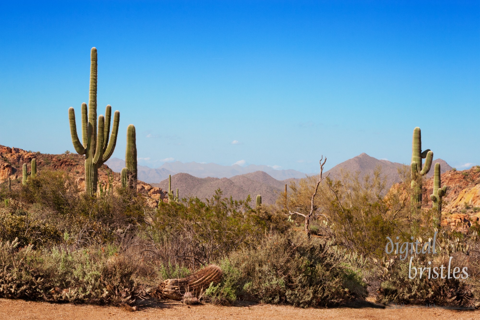 Path through the saguaro, ocotillo and mountains of the Tonto National Forest, Arizona