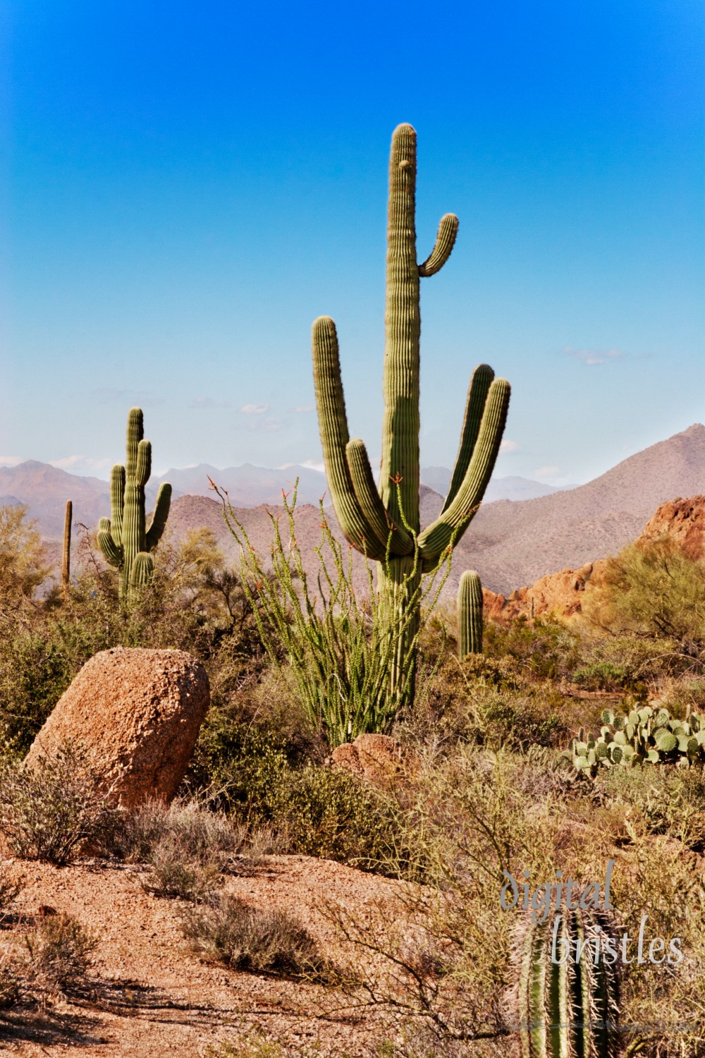 Saguaro, ocotillo and the mountains of the Tonto National Forest, Arizona