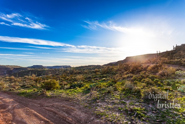 Arizona