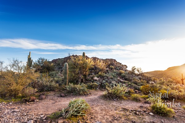 Arizona