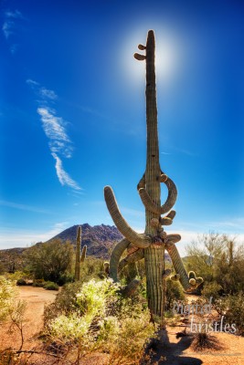 Arizona