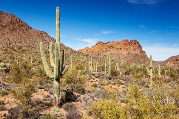 Arizona