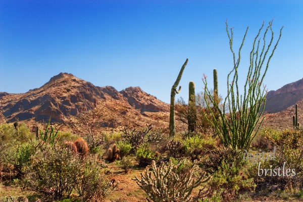 Arizona