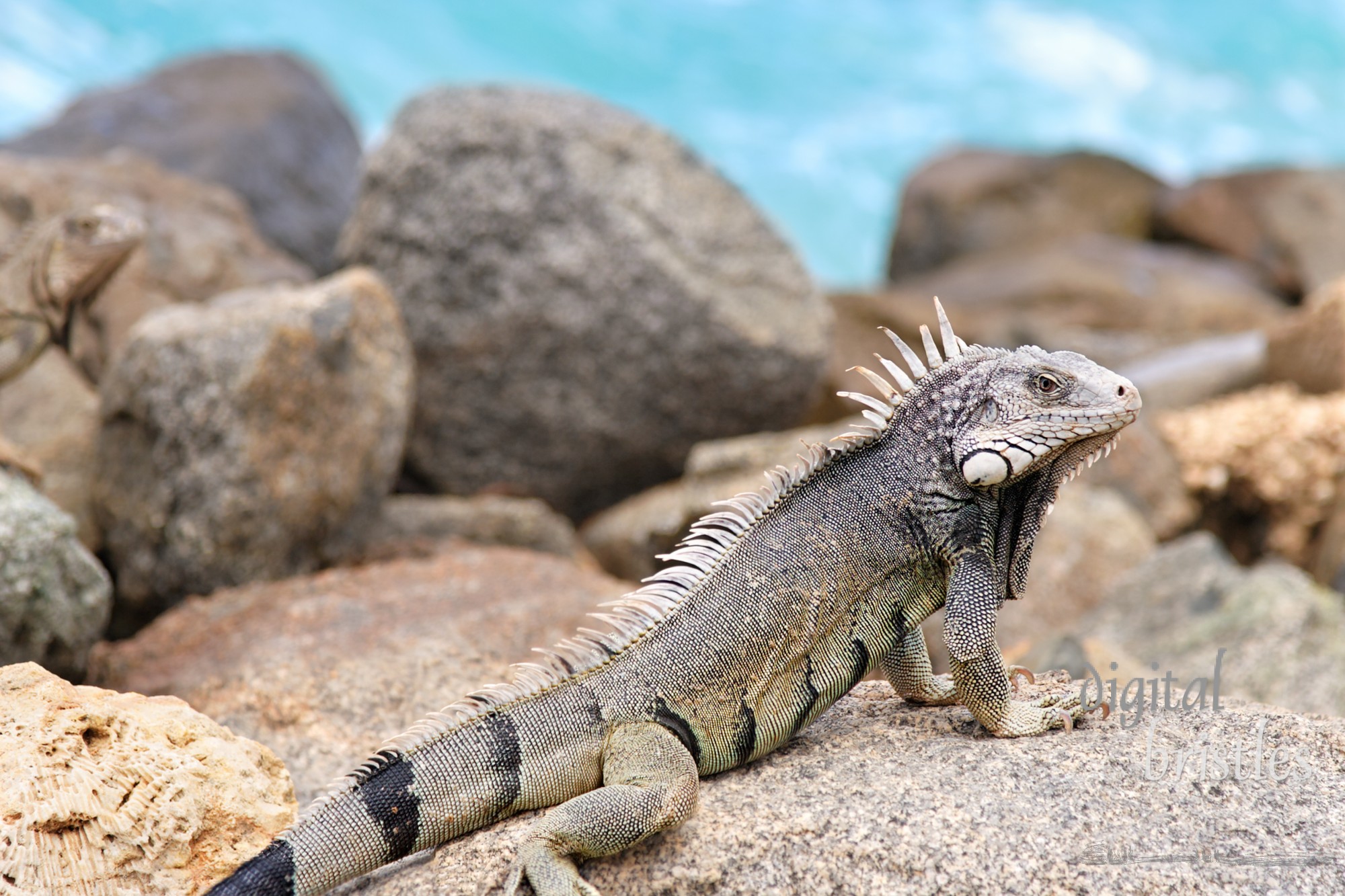 Iguana rests on the rocks on the Aruba coastline