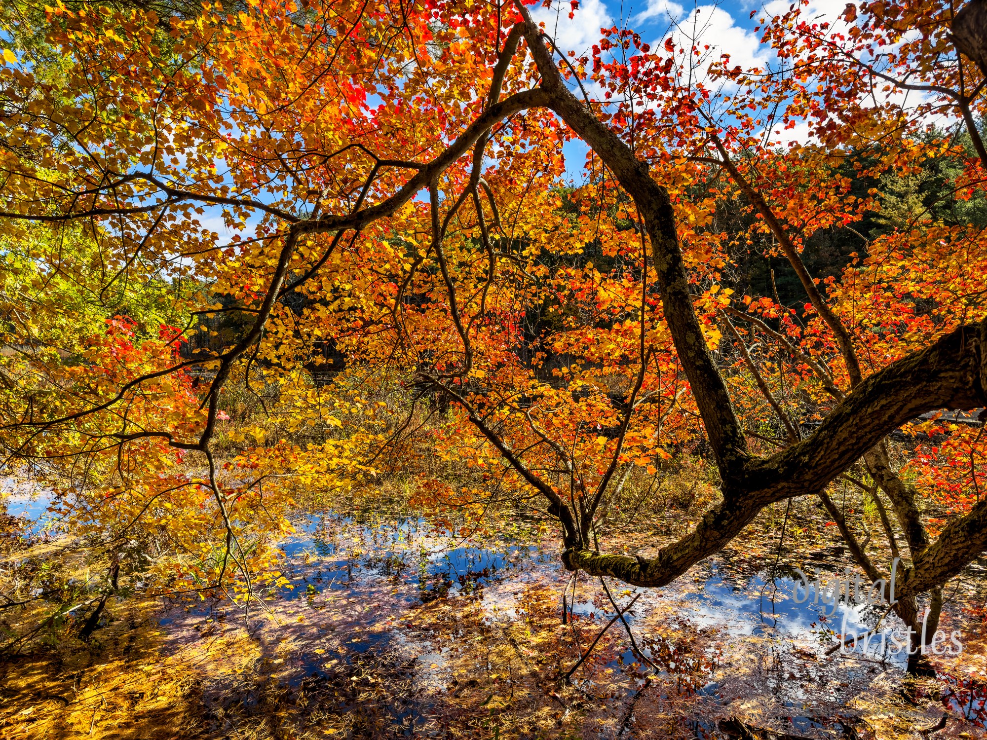 Gnarled tree branches bend low over a pond in glorious New England Autumn colors