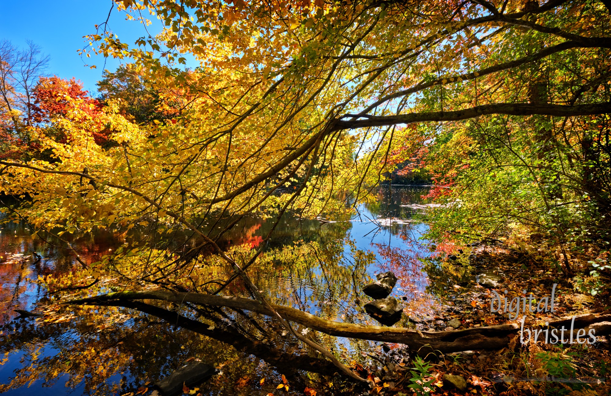 Vivid Autumn foliage lining the Charles River overhang the bank. Charles River Peninsula, Needham, Massachusetts