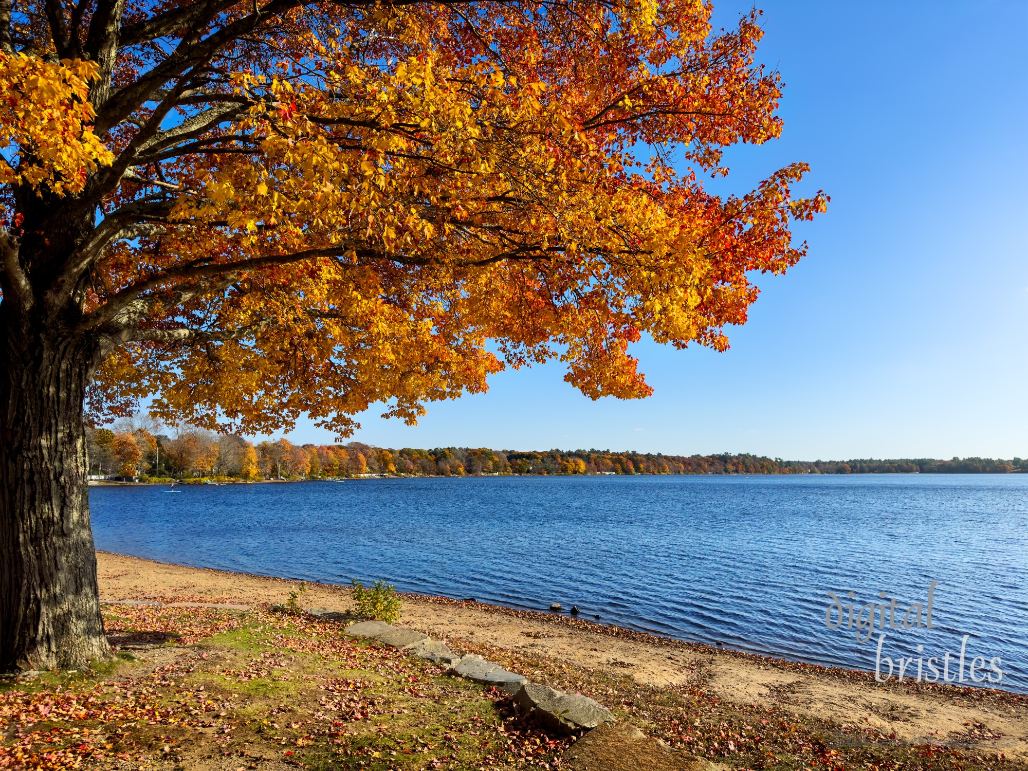 Brilliant red, orange and yellow leaves on the shore of Massapoag Lake at Memorial Park Beach, Sharon, Massachusetts