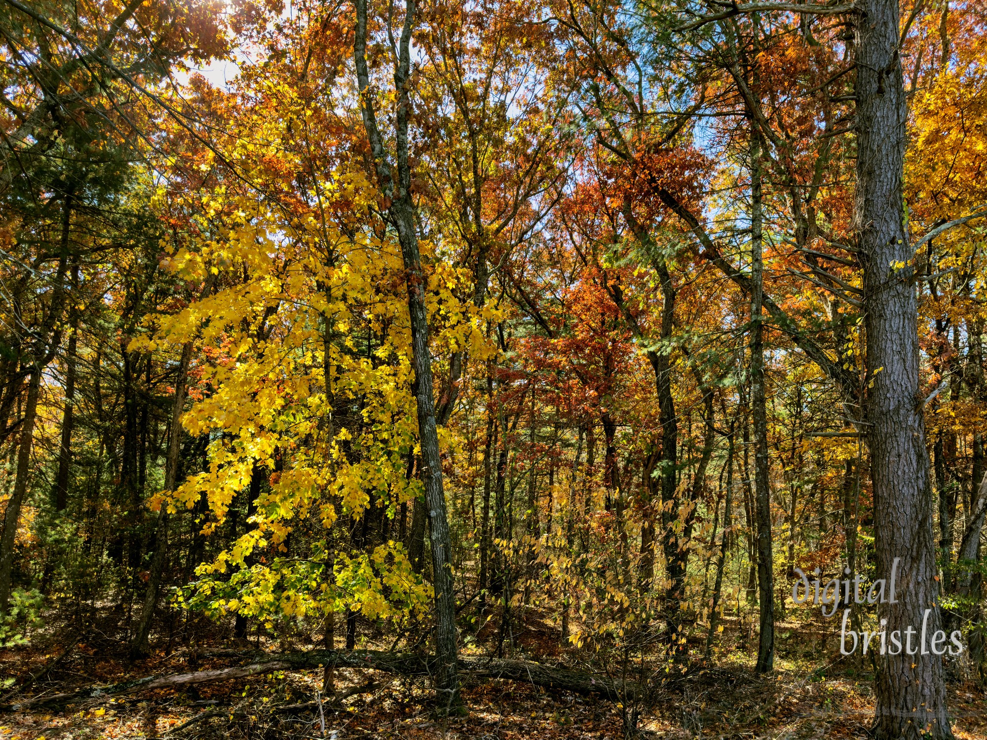 Morning sun lights up a tree that's mostly yellow in an Autumn forest scene