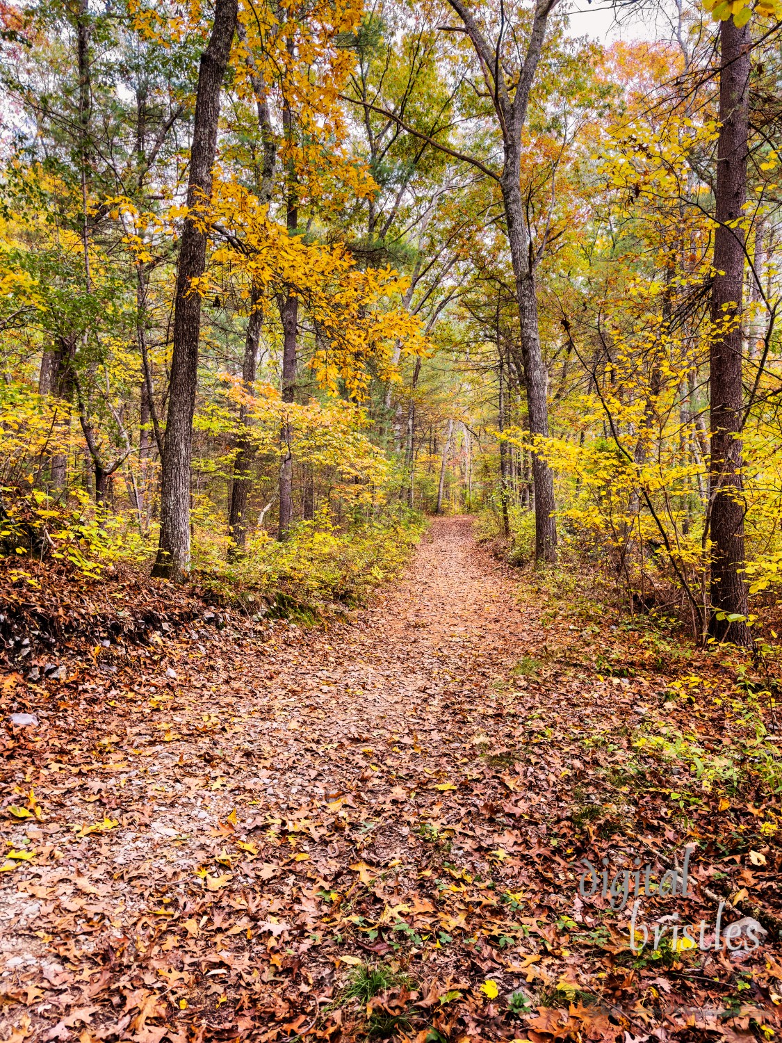 Leaf-covered path through the Needham Town Forest on an Autumn afternoon