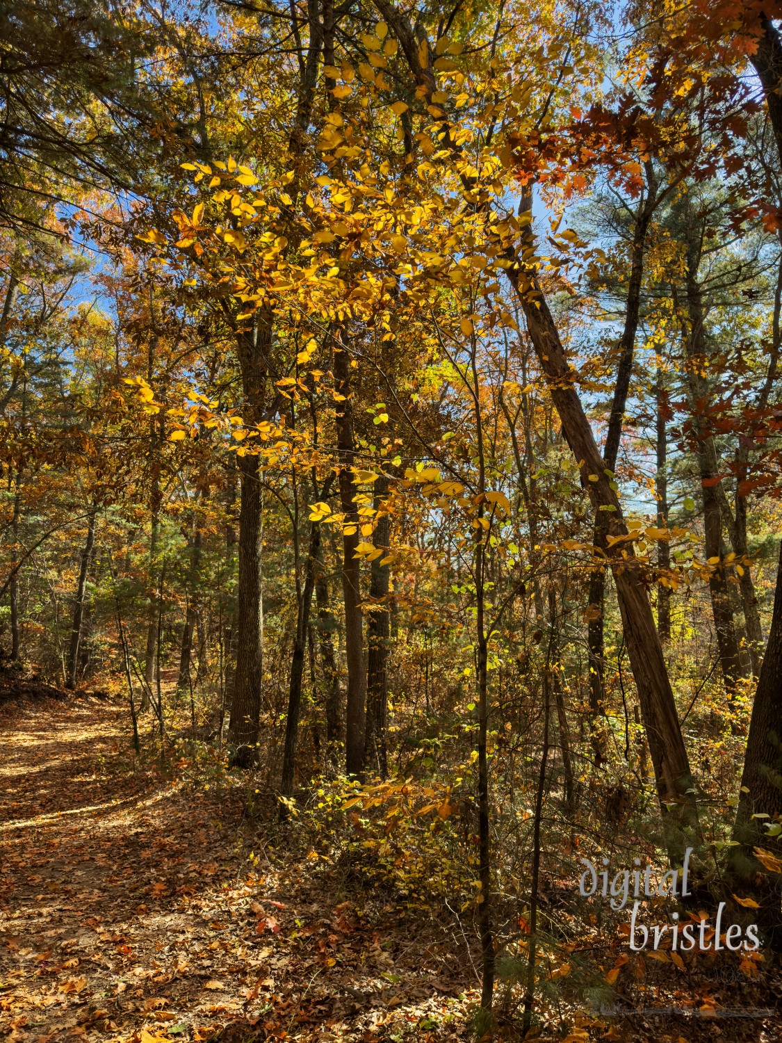 Path leading off into the woods behind a suburban home on a sunny Autumn morning