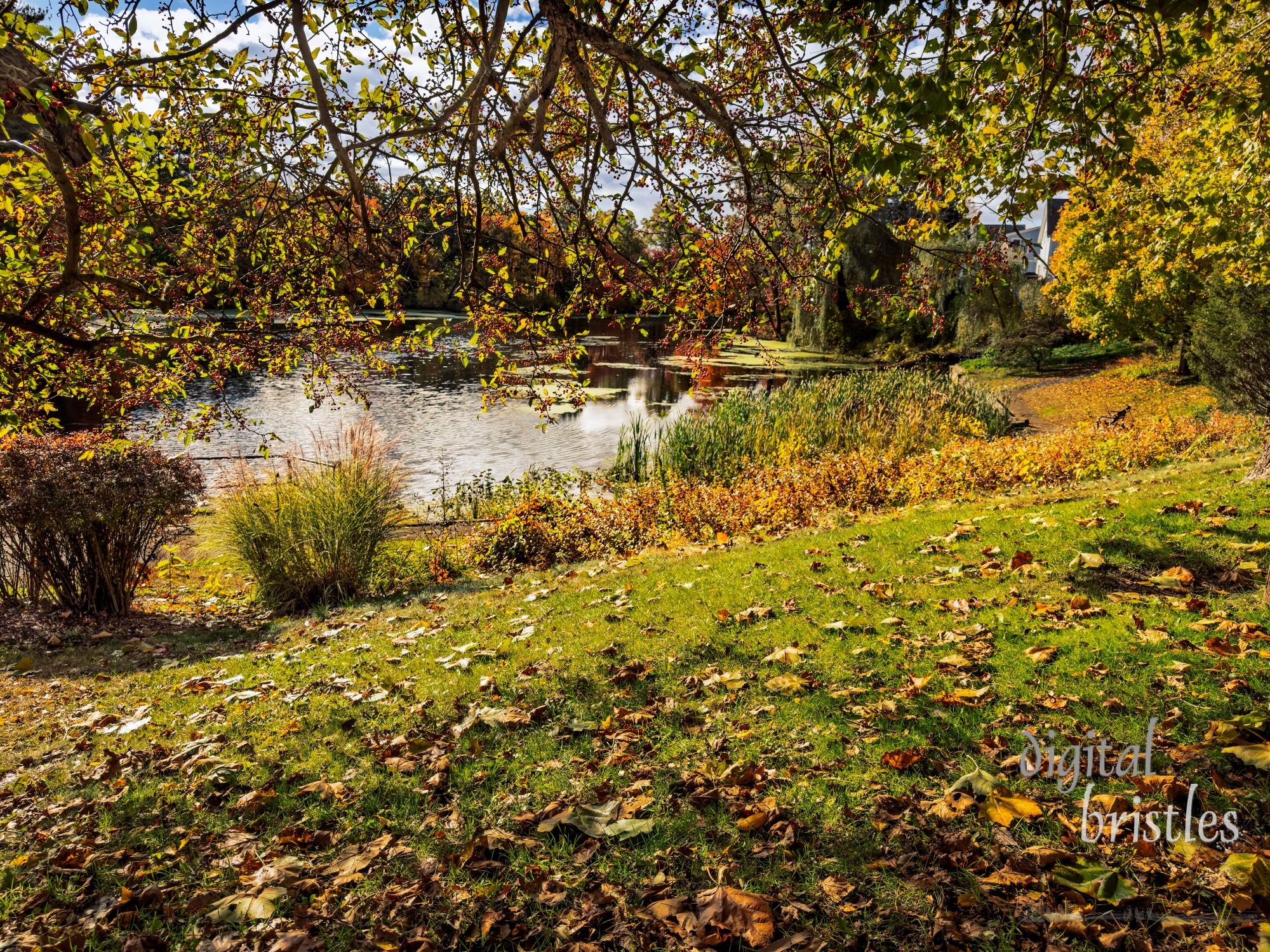 View of the Charles River from underneath a crabapple tree on an Autumn day.