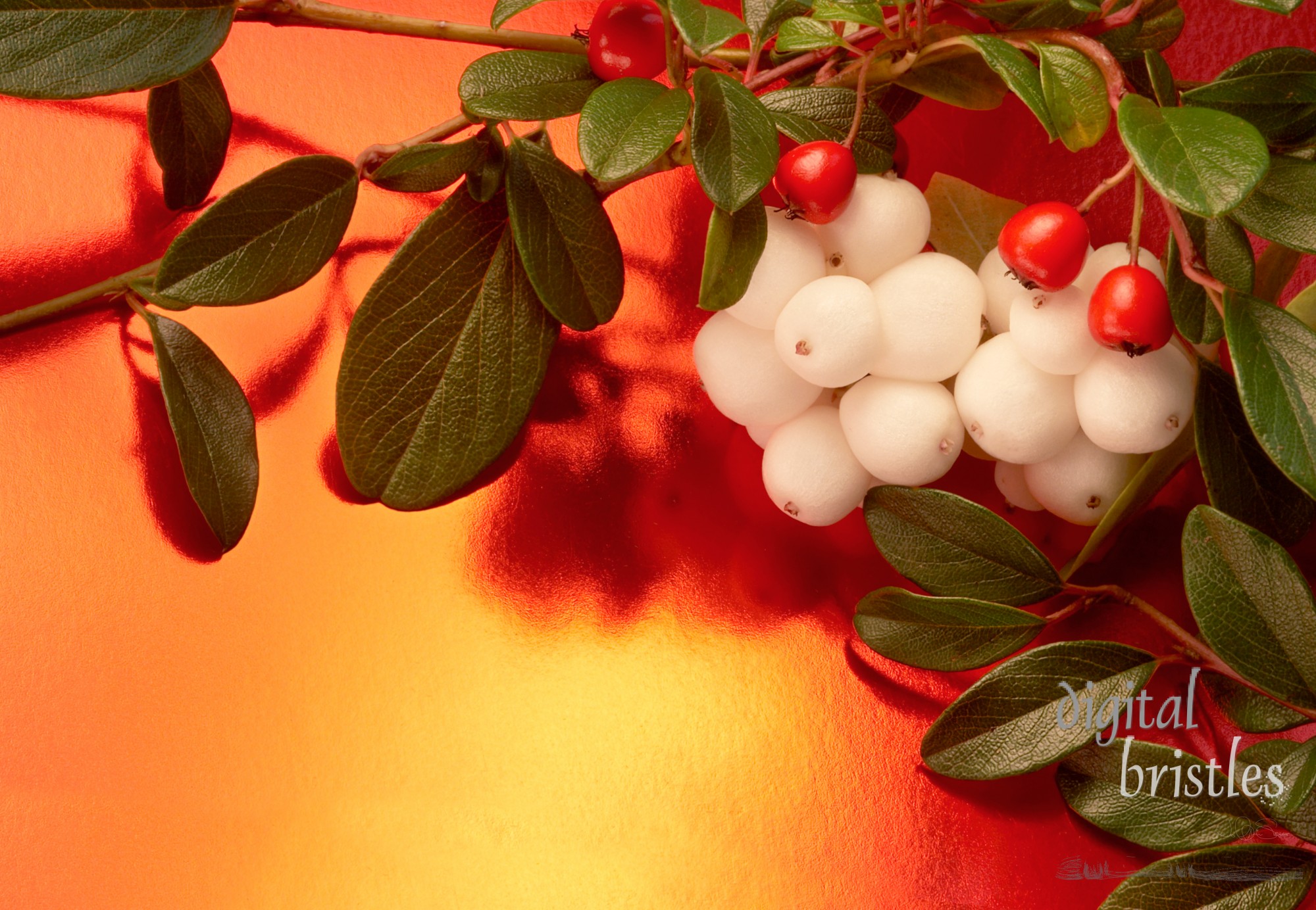 Snowberries and knickinick on a brightly lit reflective surface