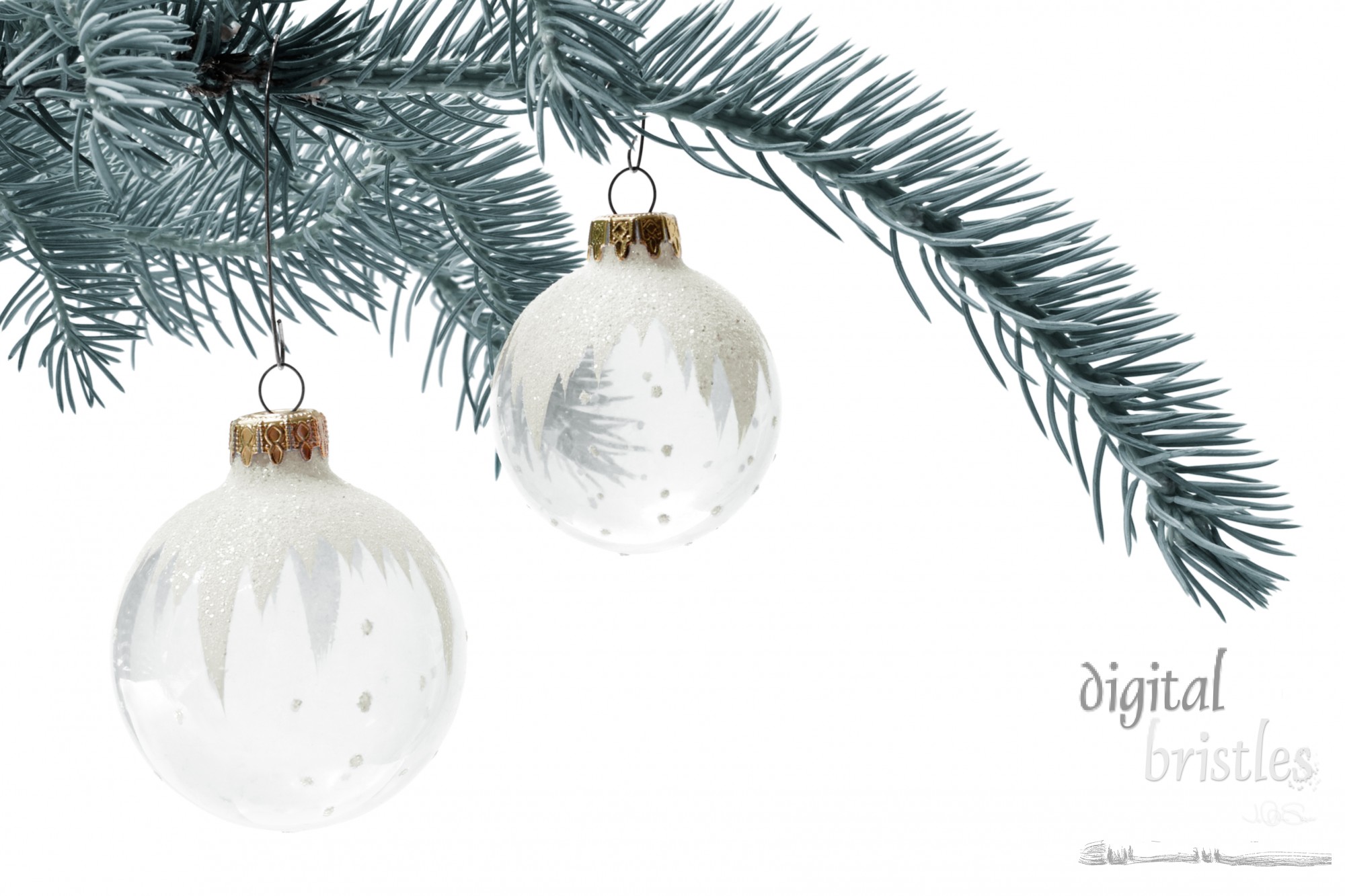 Red glass ornaments on sitka spruce branches