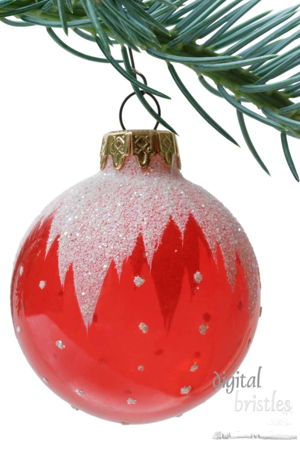 Red glass ornament on sitka spruce branch