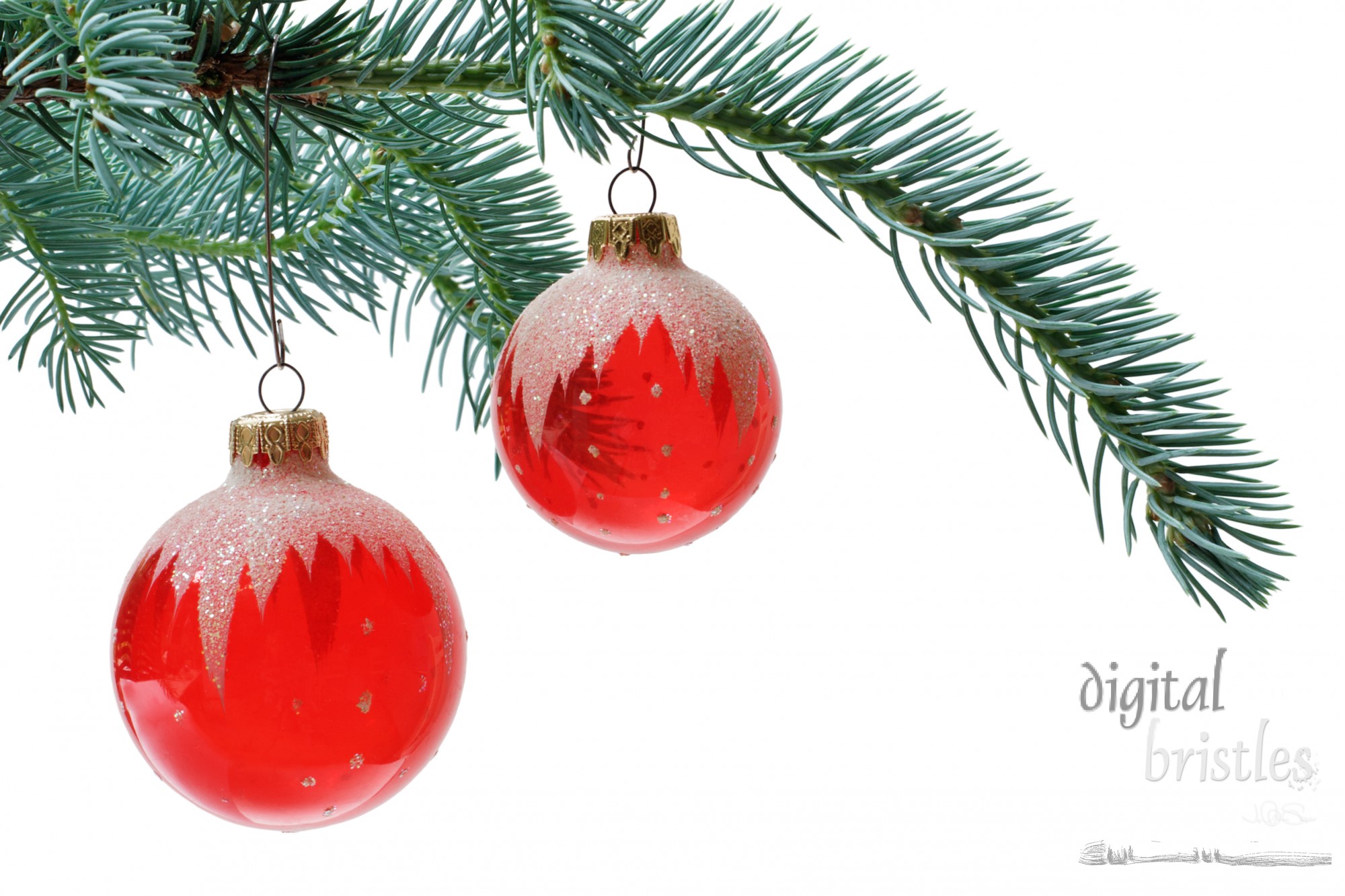 Red glass ornaments on sitka spruce branches