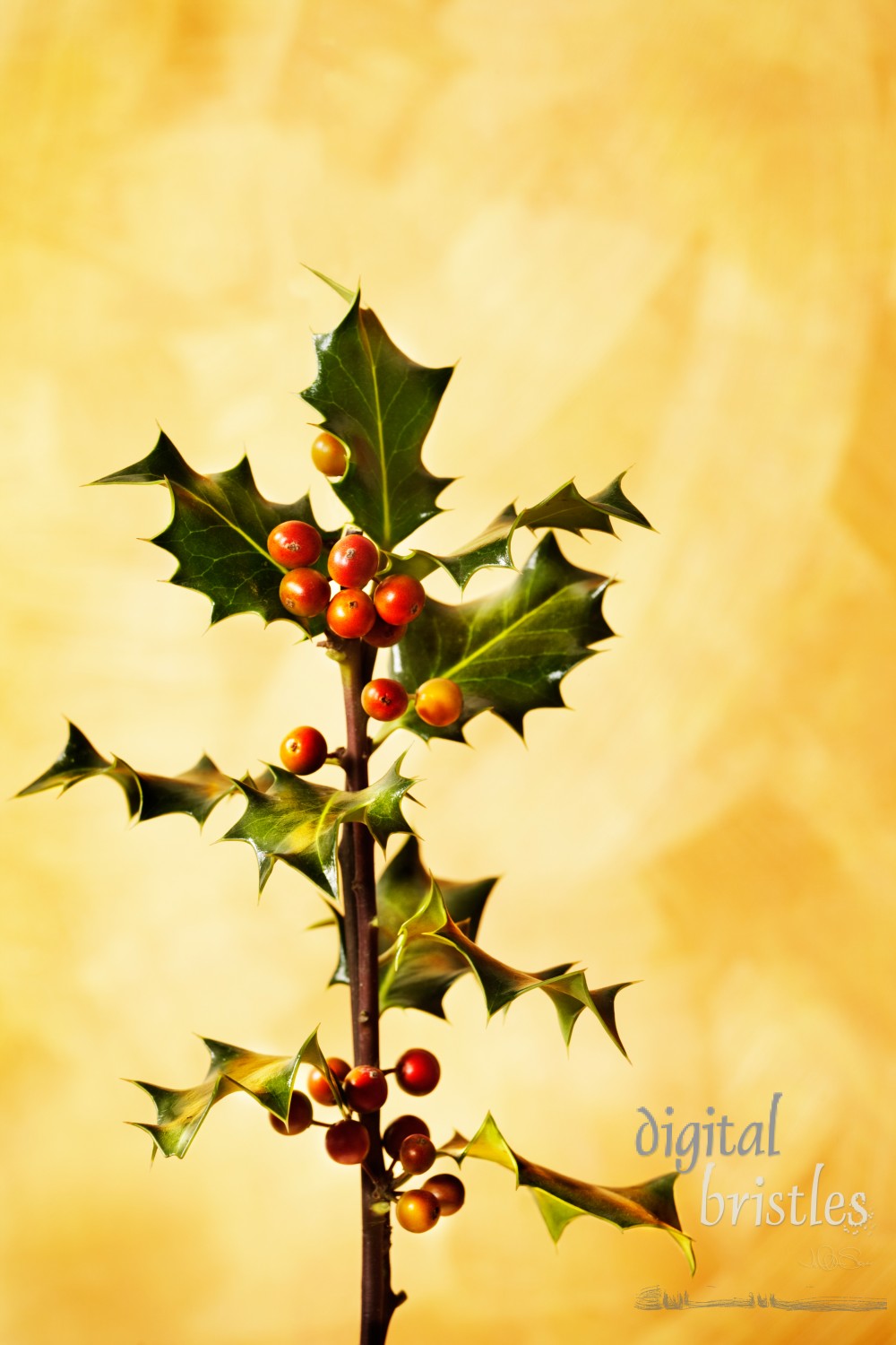 Holly branch with berries over gold hand painted background