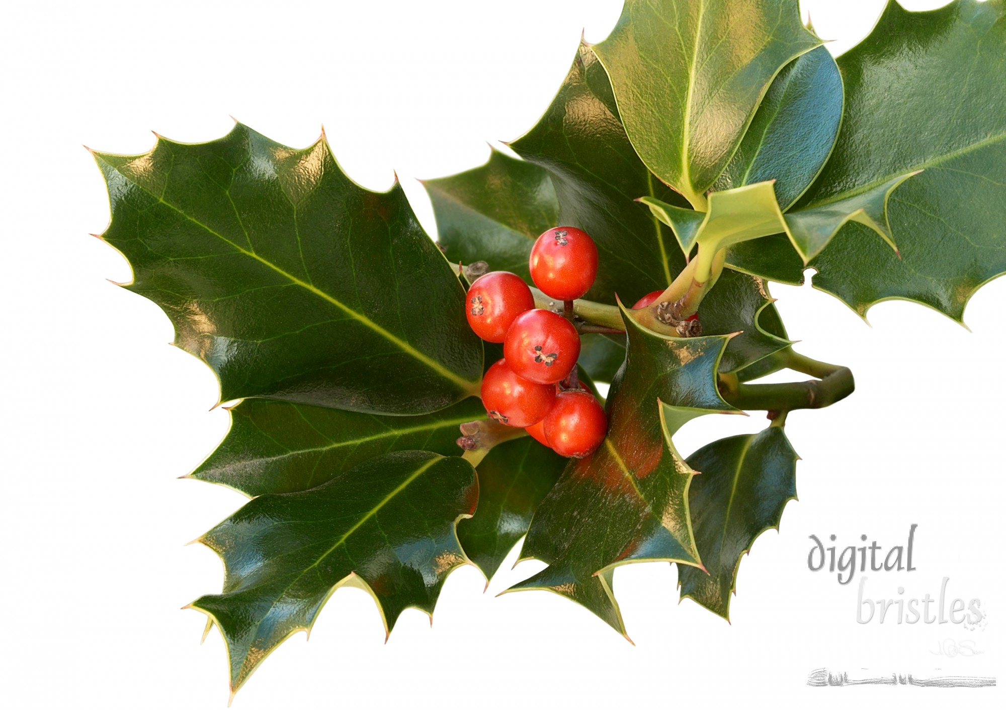 Cluster of holly leaves around berries