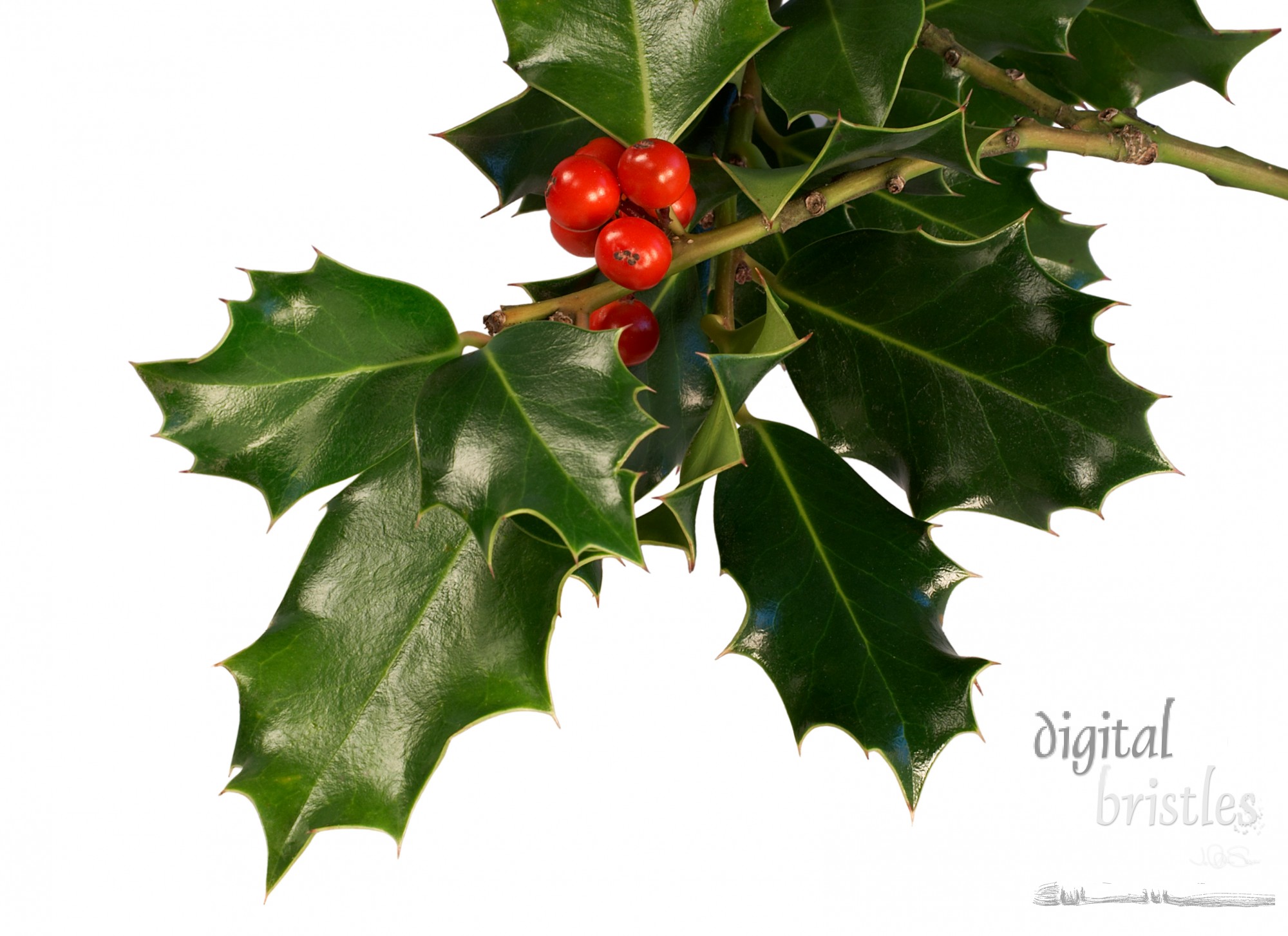 Sprig of holly with berries