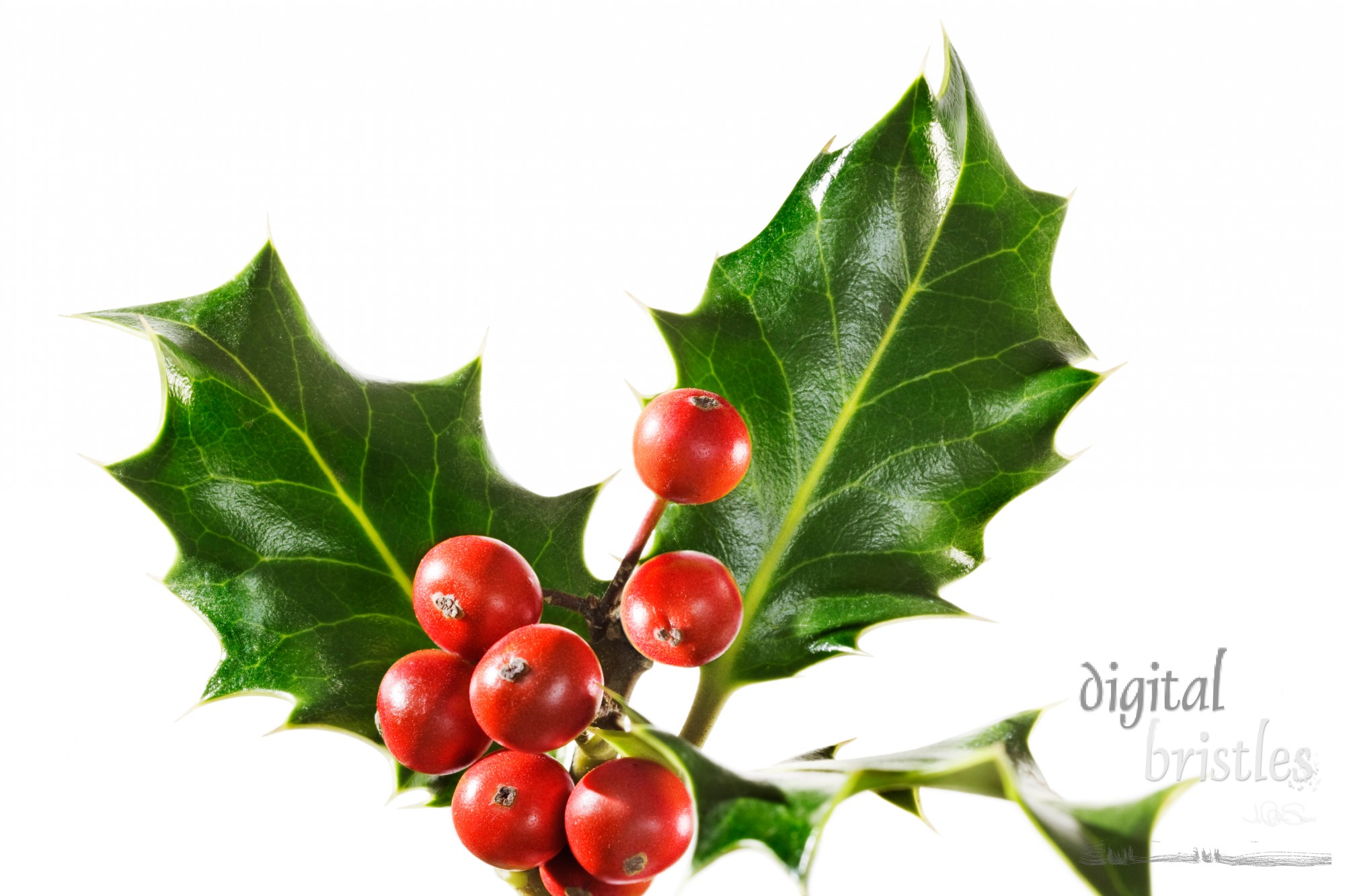 Holly branch with berries, isolated