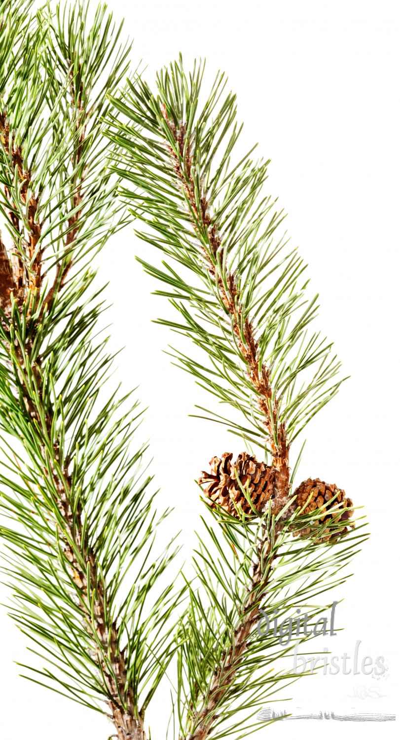 Pine-branch-w-cone-vert.jpg