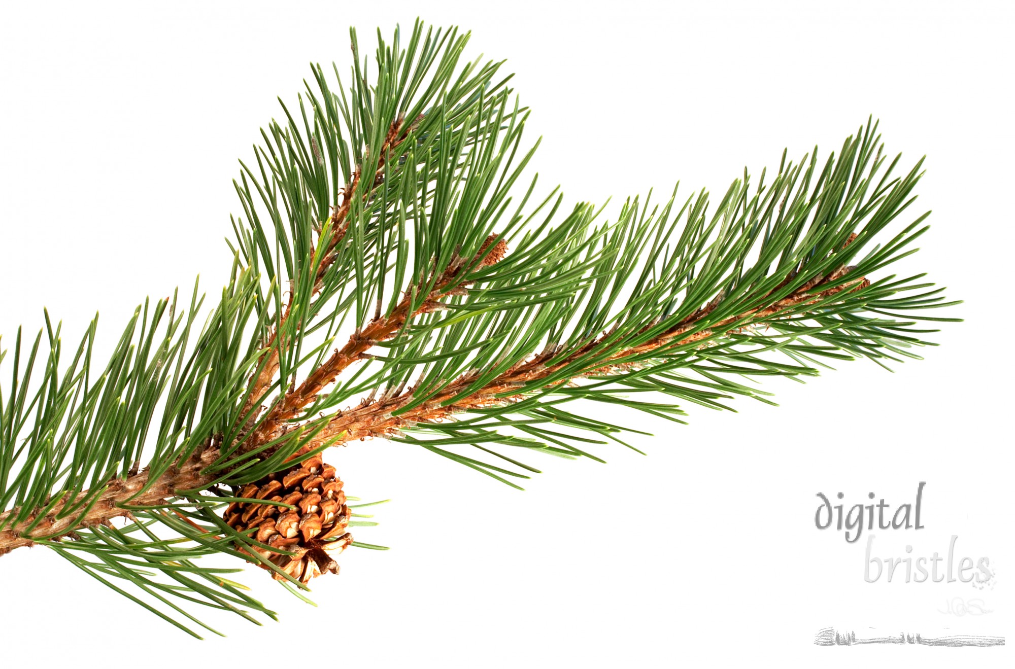 Isolated pine branch with cone