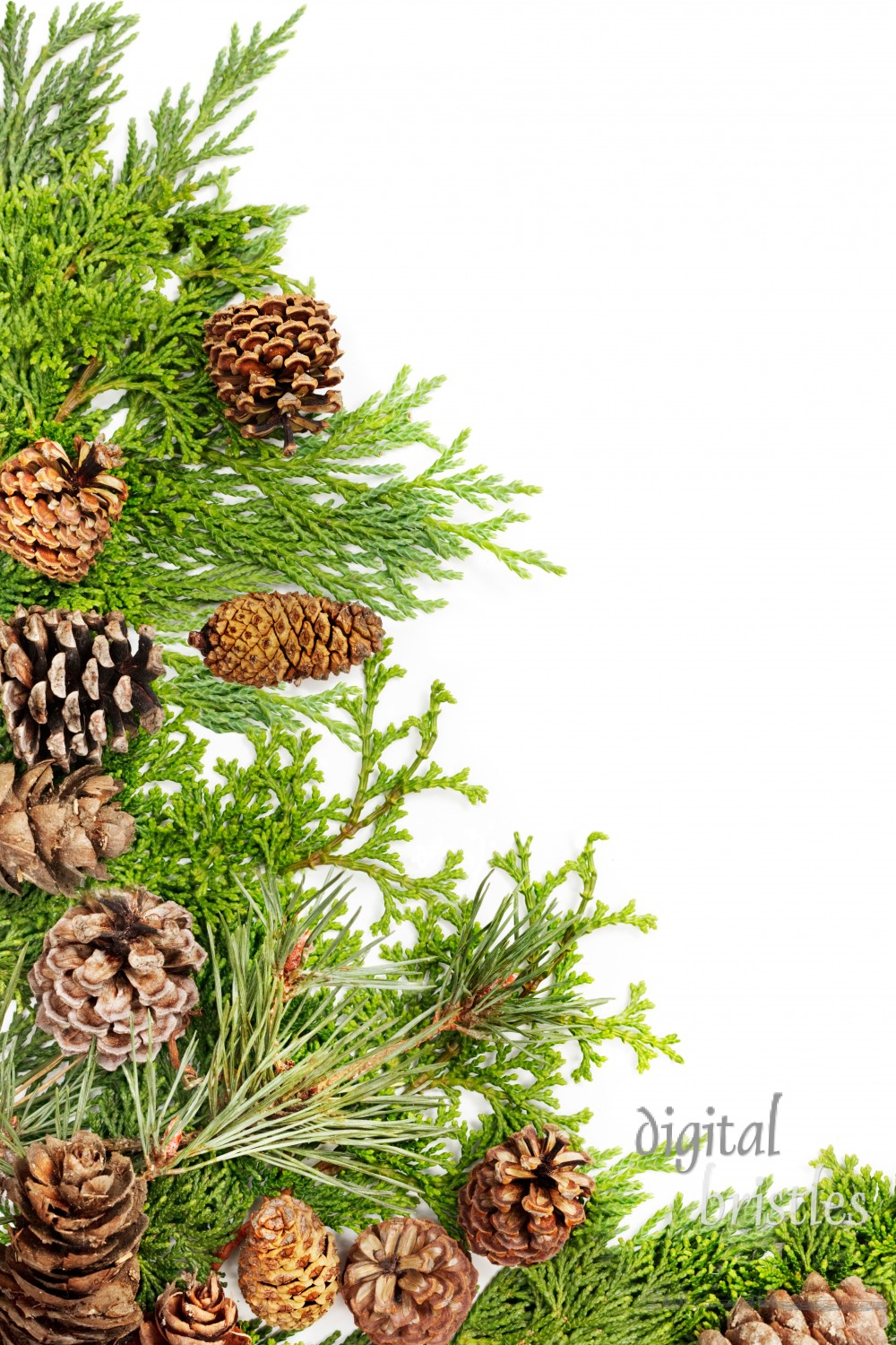 Border of pine, fir, cypress & hemlock branches with pine cones