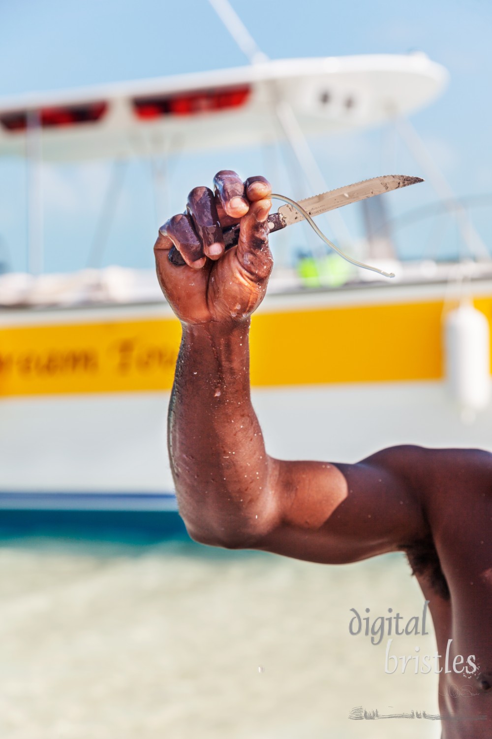 March 28, 2011, Providenciales, Turks & Caicos Islands. Tour boat operator holds up a queen conch jelly stick - the crystalline stile . This long thin translucent tube is a protein rod from the conch’s stomach. In most Caribbean countries, this gelatinous rod is considered an aphrodisiac.