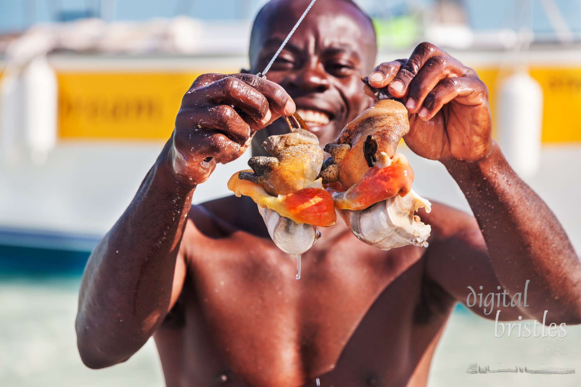 March 28, 2011, Providenciales, Turks & Caicos Islands. Tour boat operator holds up male and female conch bodies for the group to see