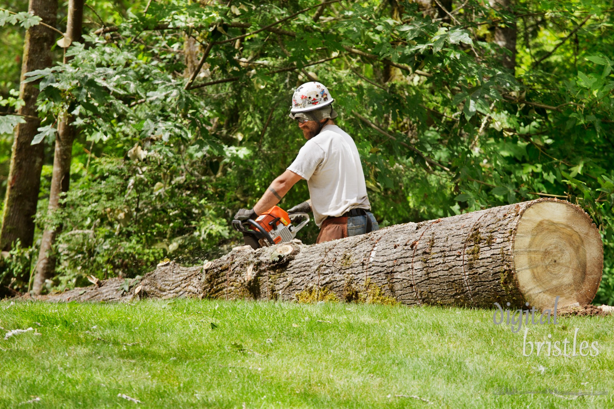 Arborist uses chainsaw to cut the trunk of a felled cottonwood into smaller pieces to be hauled away. The heavy cottonwood trunk is cut into small sections of manageable weight. Fluffy white cottonwood seeds are scattered on the grass