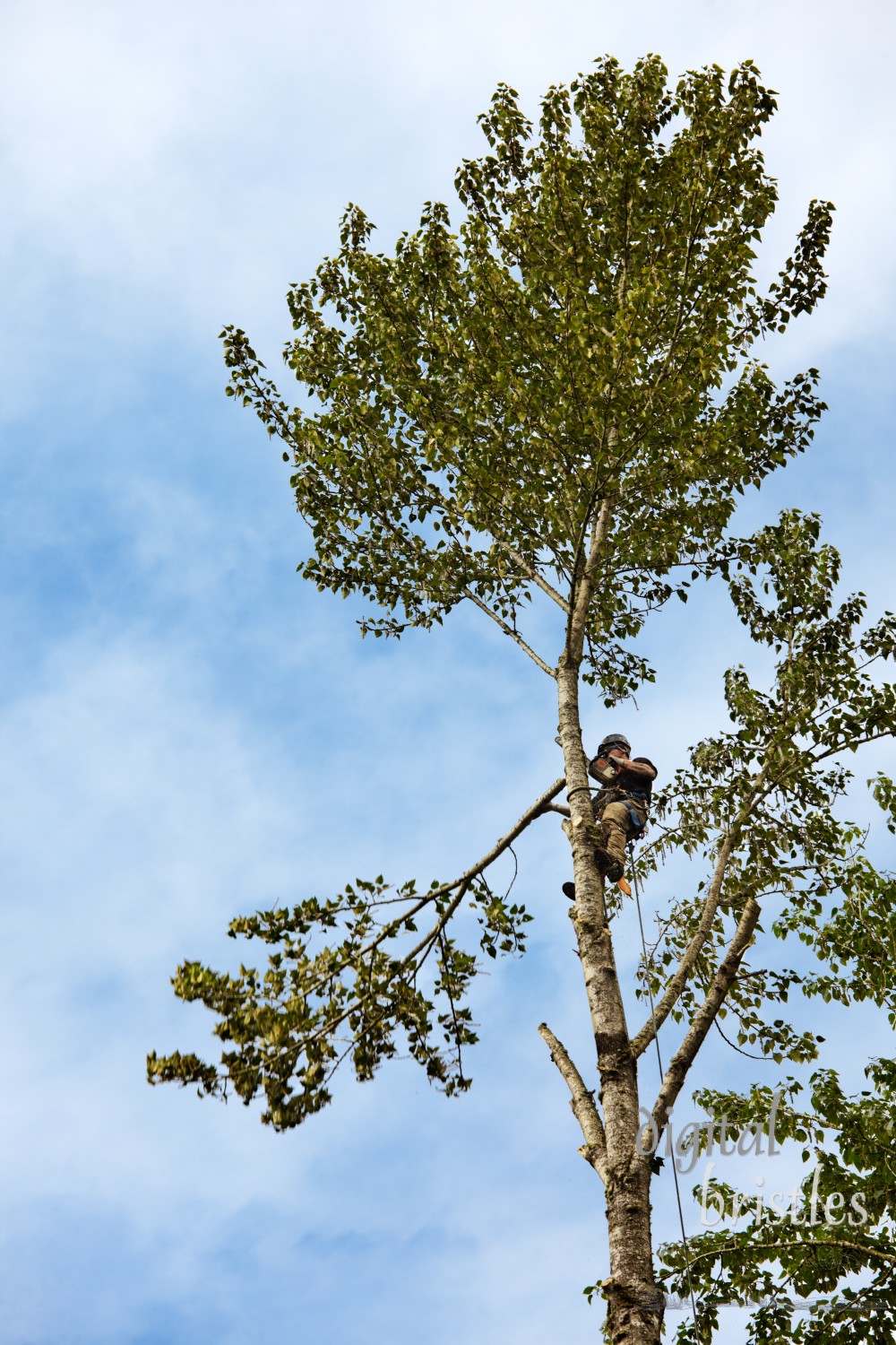 Man using a chain saw to remove branches near the top of a 100 foot tall cottonwood tree in preparation for felling the tree. He is roped into a safety harness. The branch on the lower left is falling to the ground.