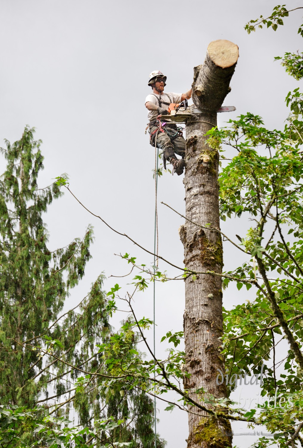 Man using a chain saw to remove trunk sections of a 100 foot tall cottonwood tree after having removed the tree top. He is roped into a safety harness. The trunk section tipped over is about to fall to the ground.