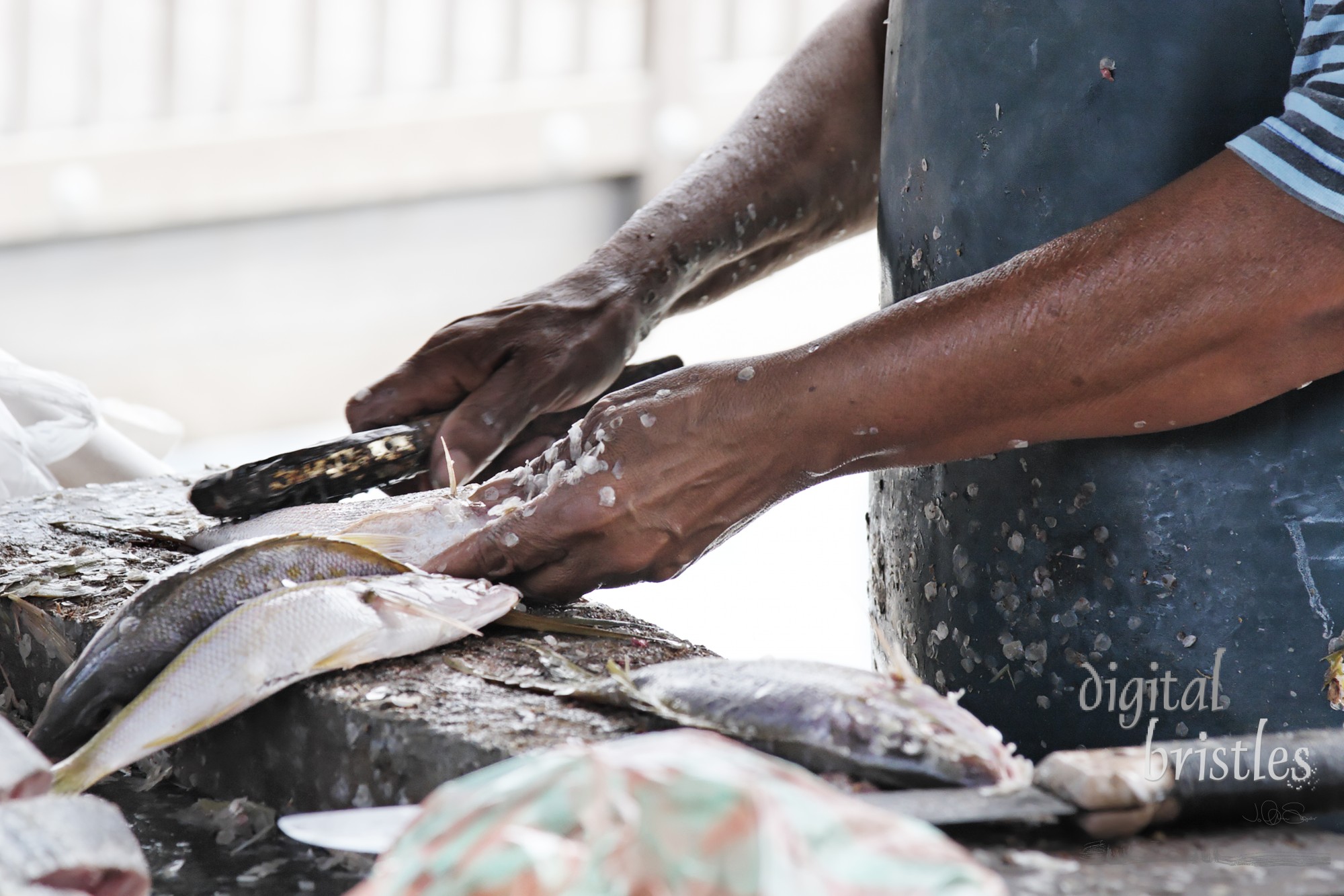 Practiced hands scale, gut and prepare today's catch